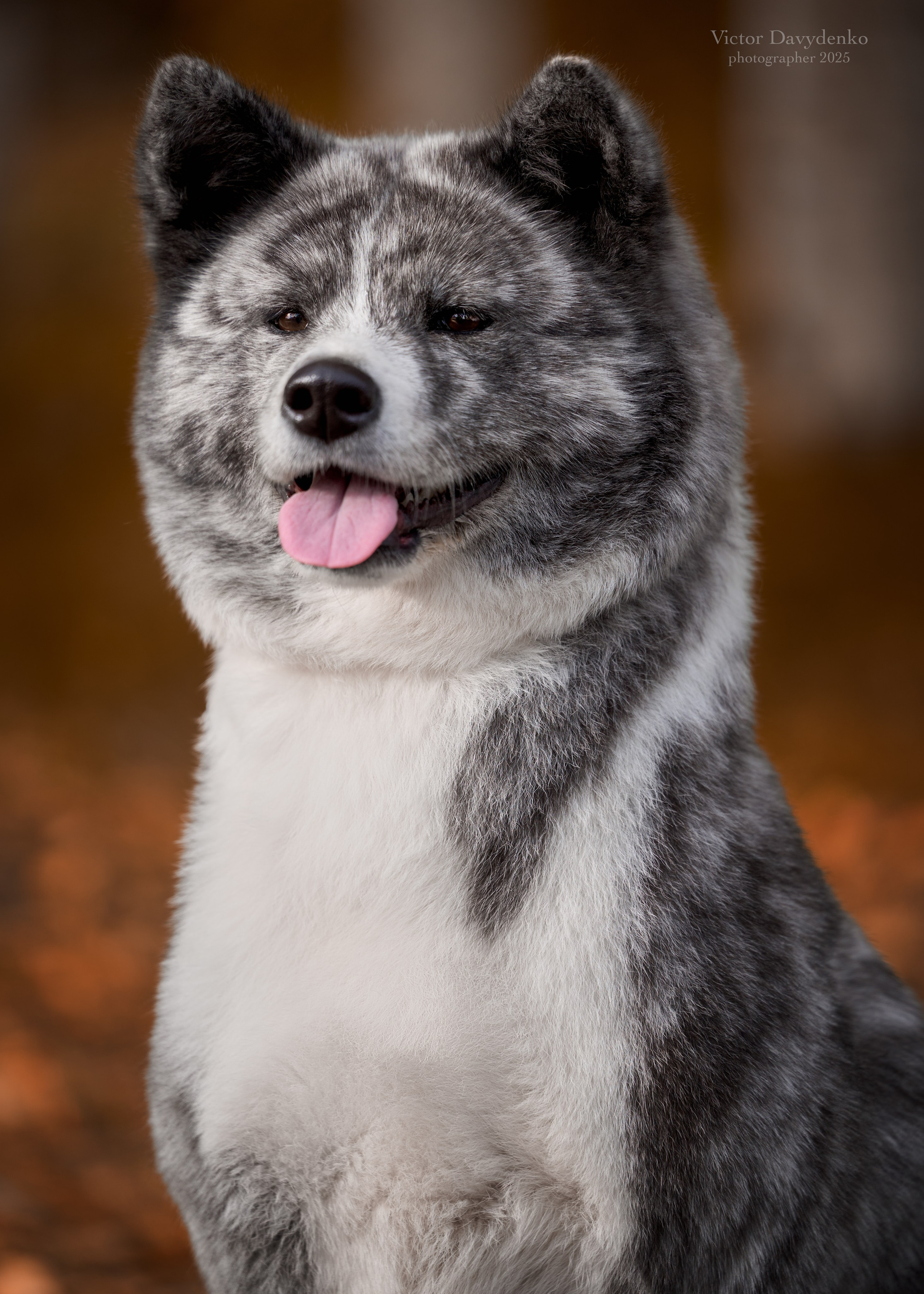 фотосессия собак краснодар выставка собак фотограф анималист сочи японская акита