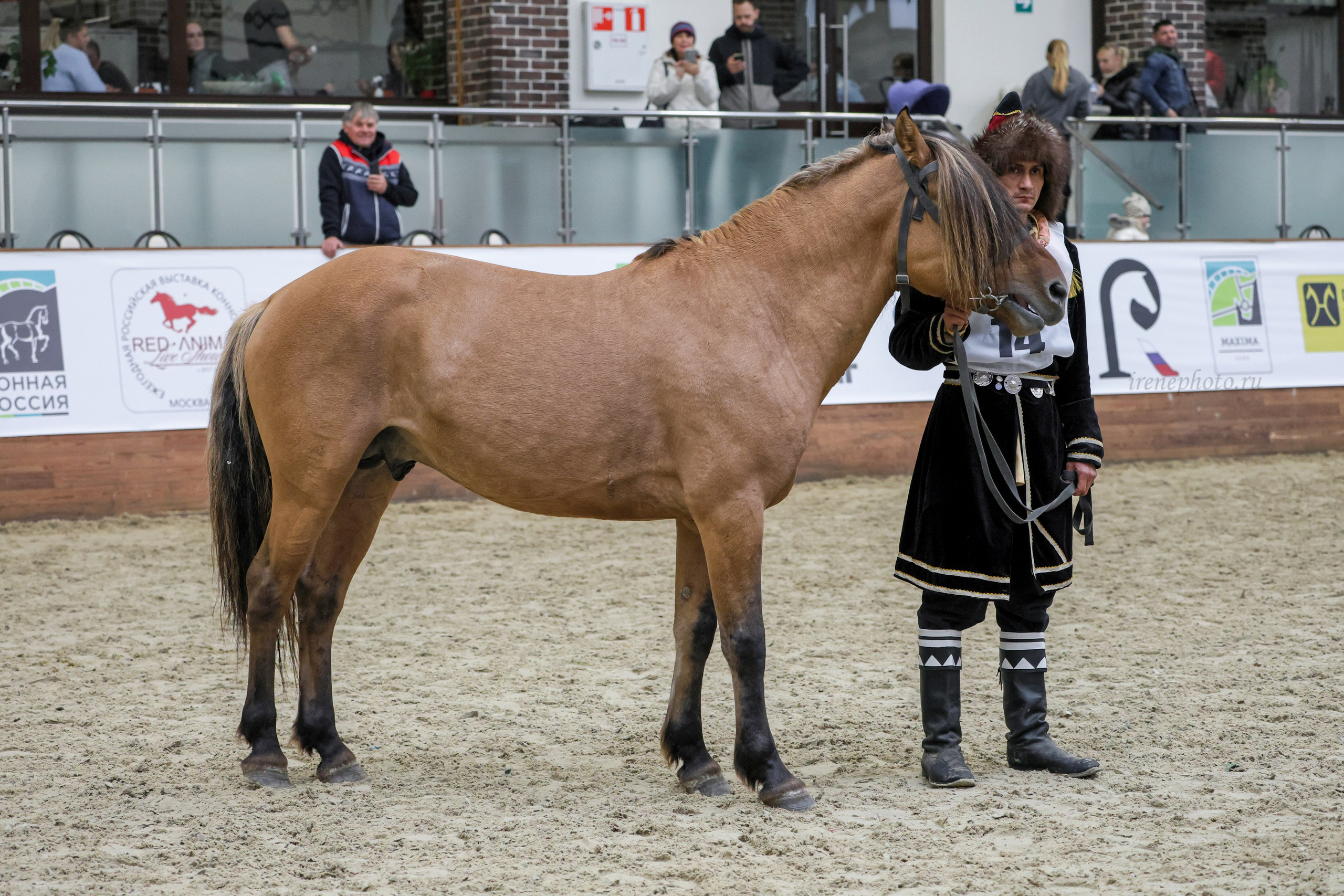 Конная Россия 2024. Irenephoto.ru
