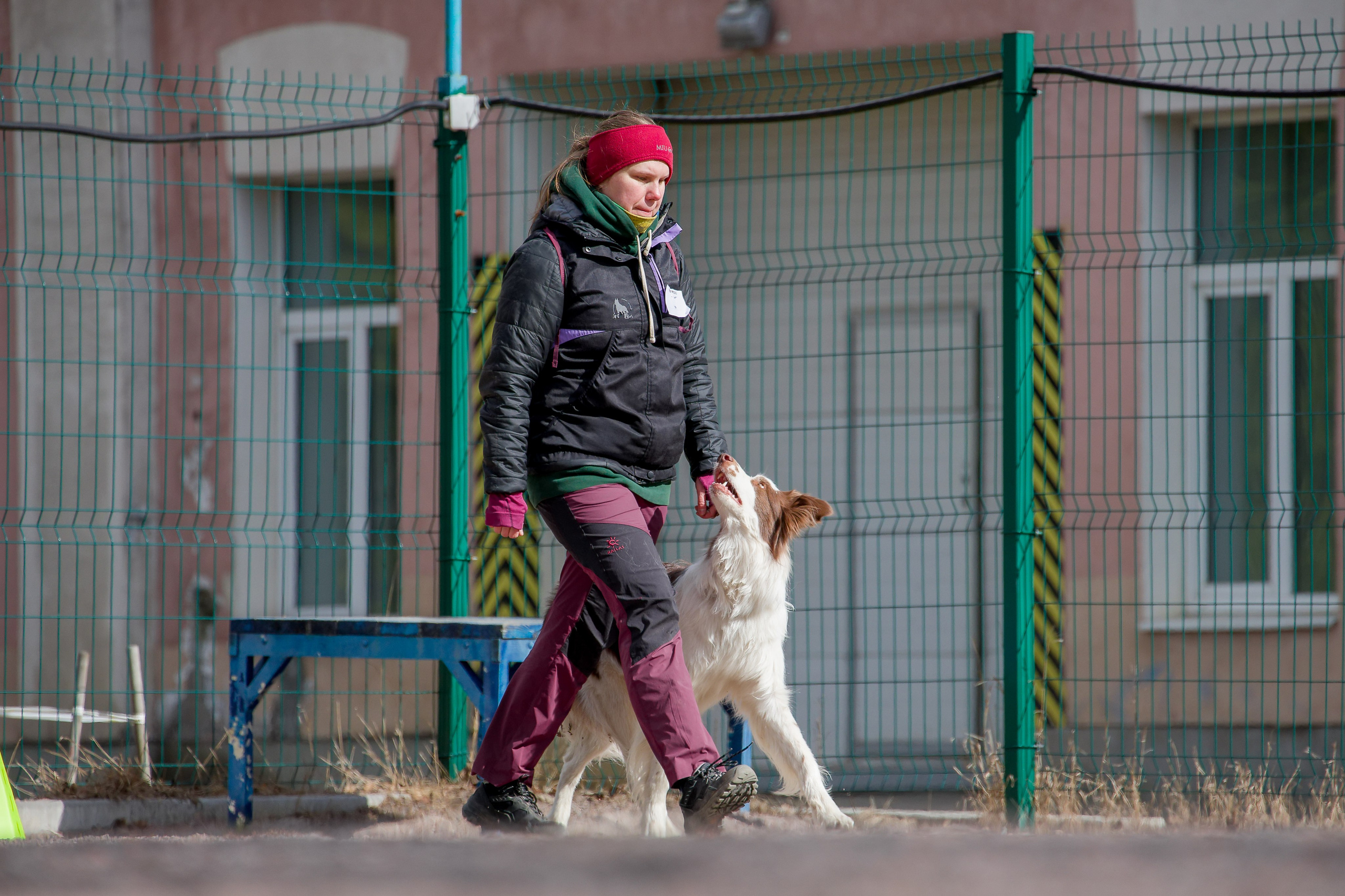 Соревнования «Пошагаем?» от школы дрессировки «Шаги». Irenephoto.ru