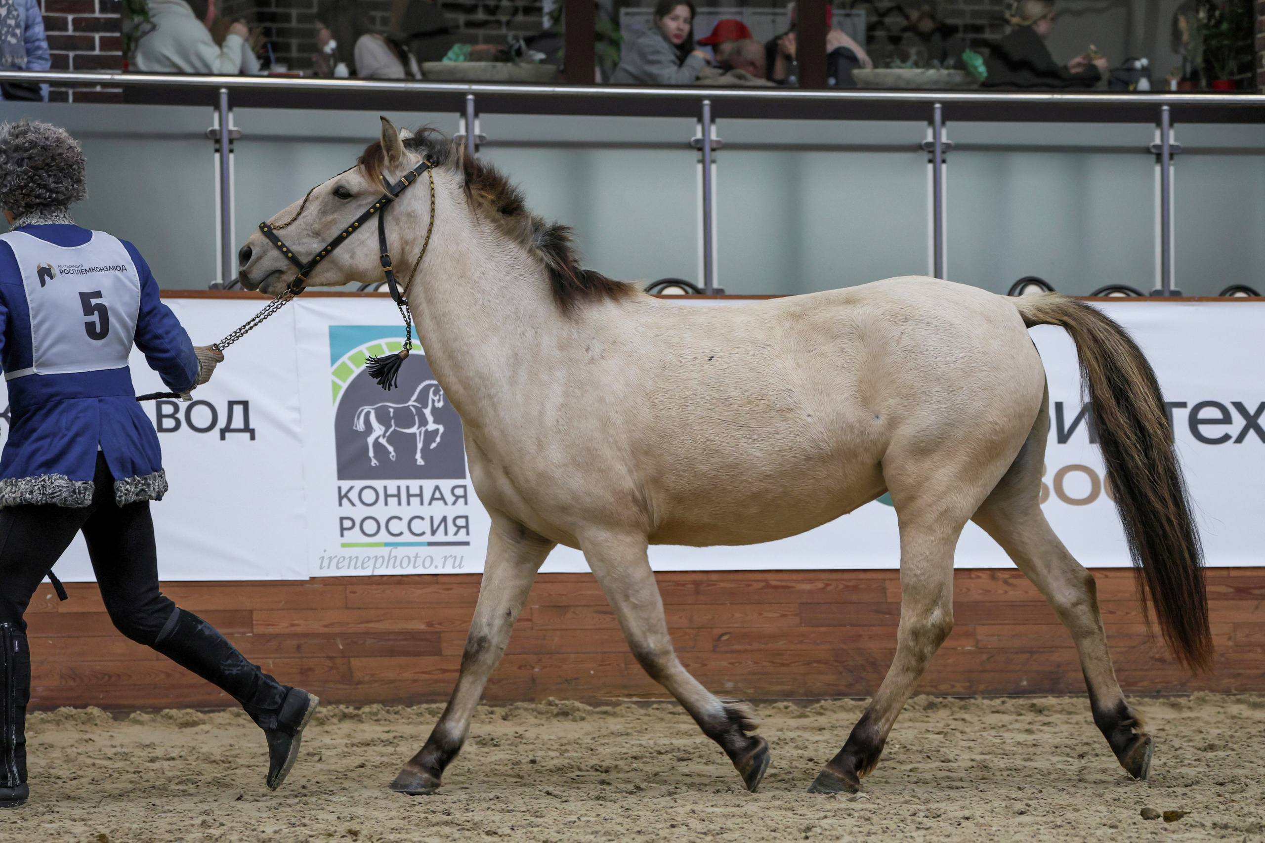 Конная Россия 2024. Irenephoto.ru