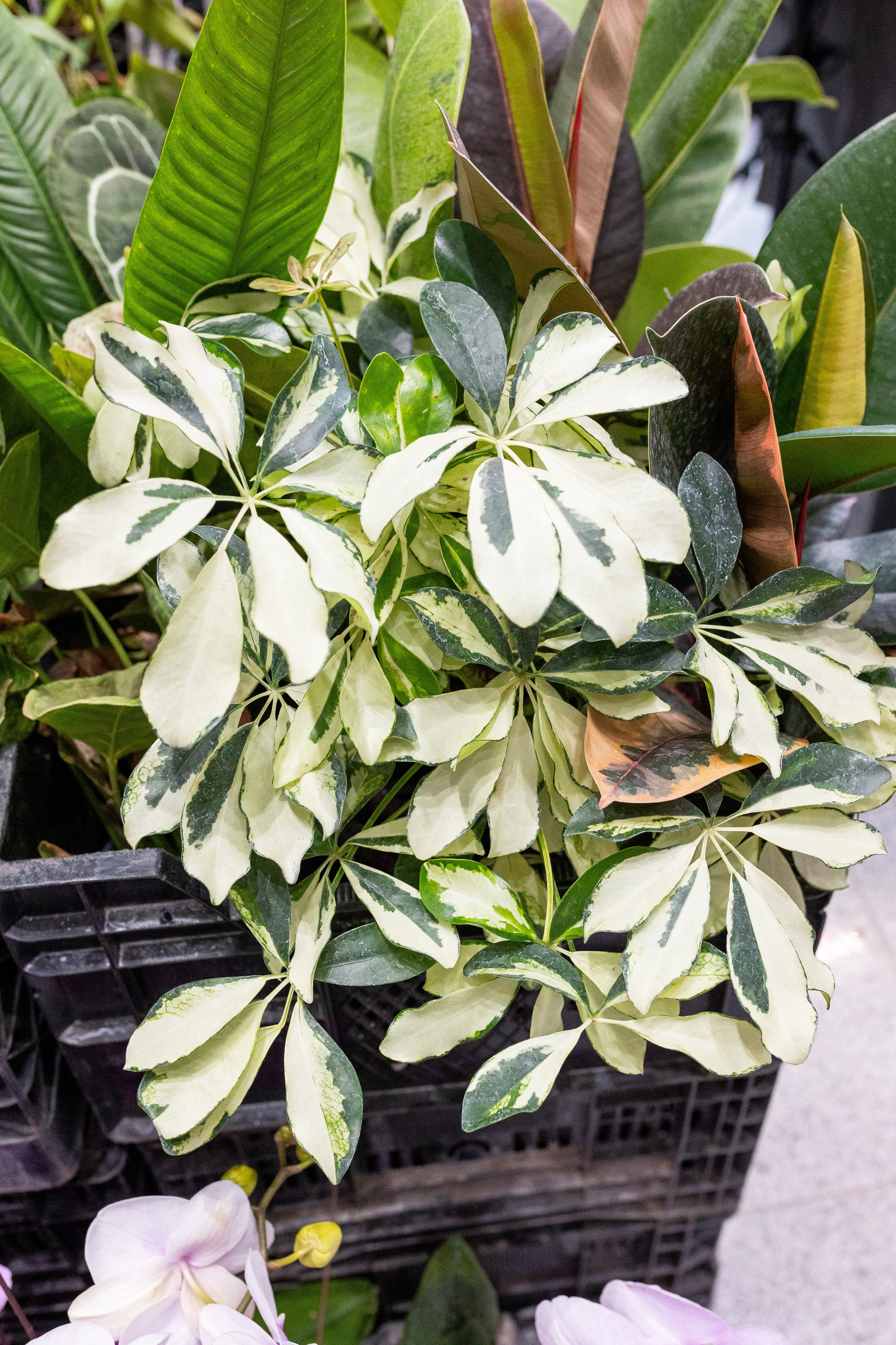 Орхидиум май 2025. Александра Куликова фотограф, Москва