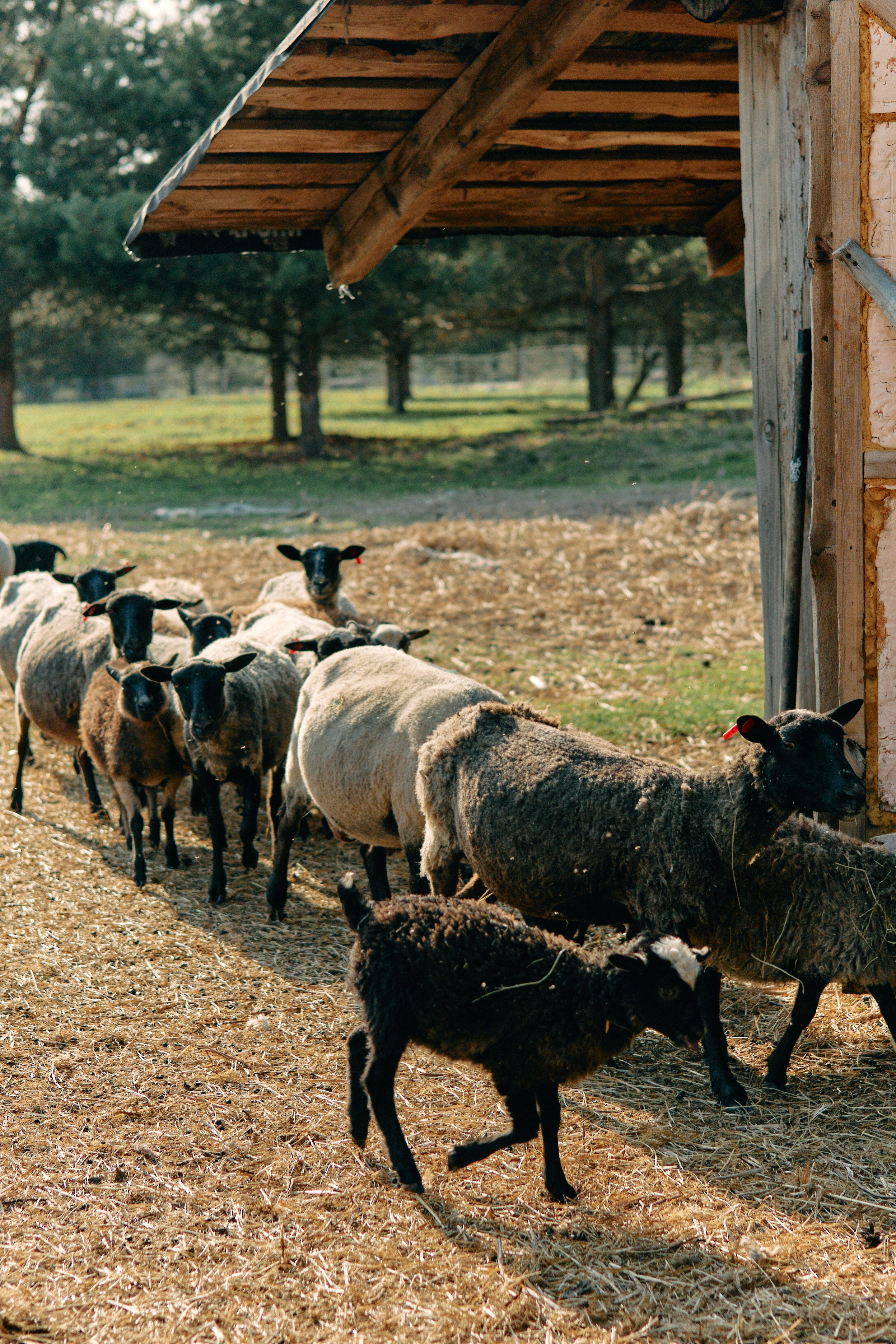 Бутик-отель Поле летом. Профессиональный Фотограф во Владимире, в Москве и в Суздале — Полина Романычева
