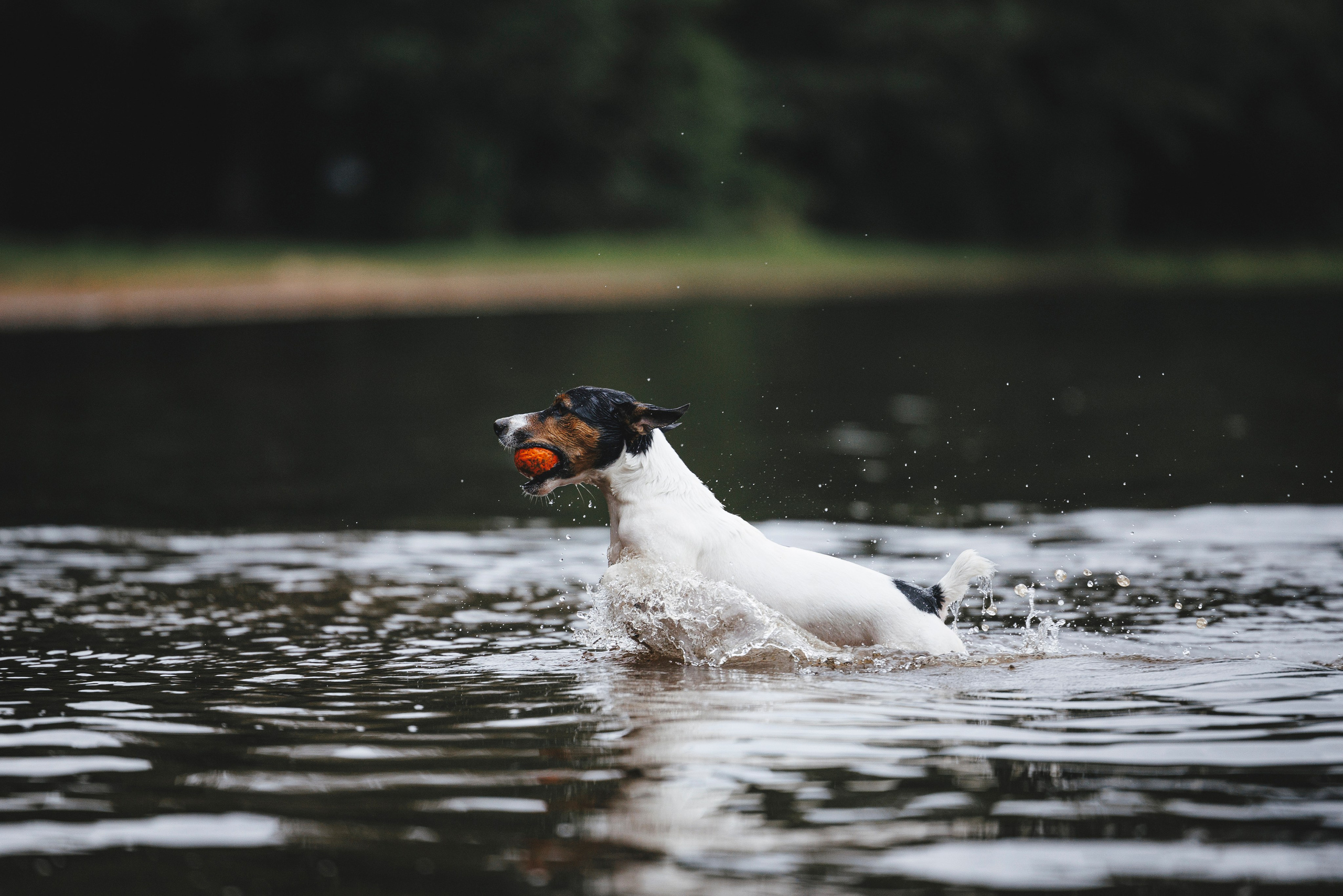 Ания и Ярик. Фотограф-анималист Анна Маринич