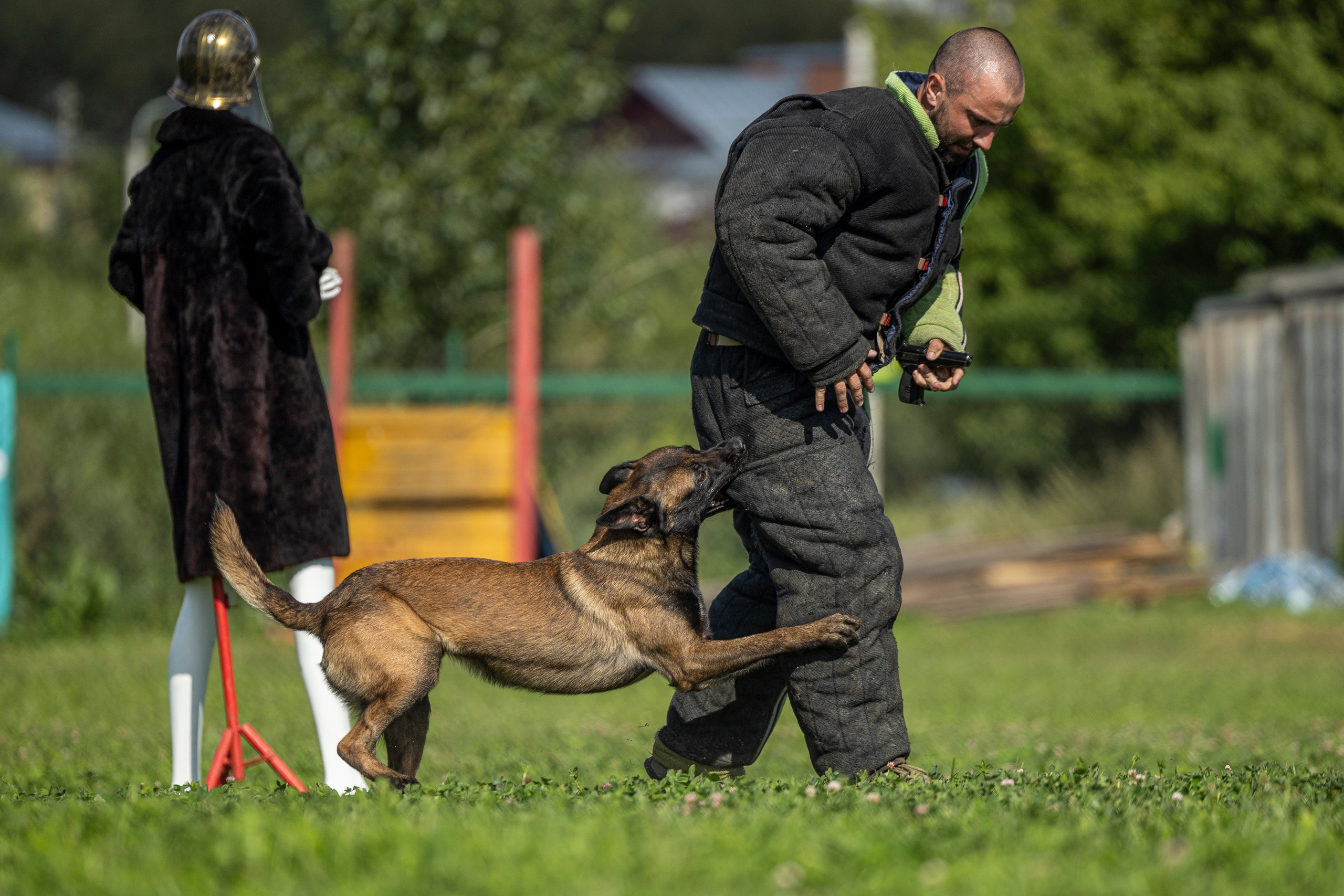 Соревнования по Мондьорингу г. Вологда 10-11.08.2024. Фотограф-анималист Анна Маринич