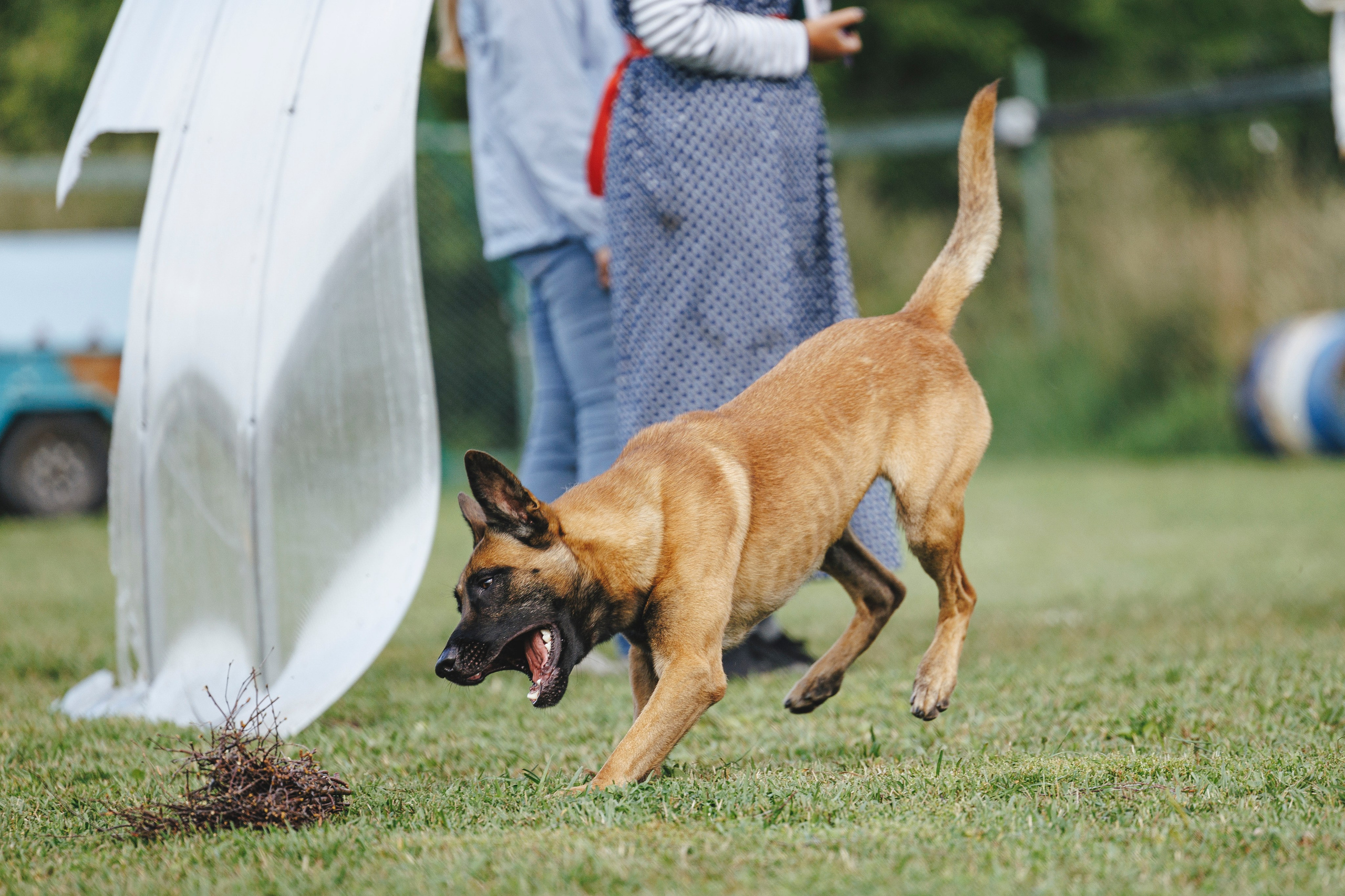 08.08.25-10.08.25 ЧР по мондьорингу г. Вологда. Фотограф-анималист Анна Маринич