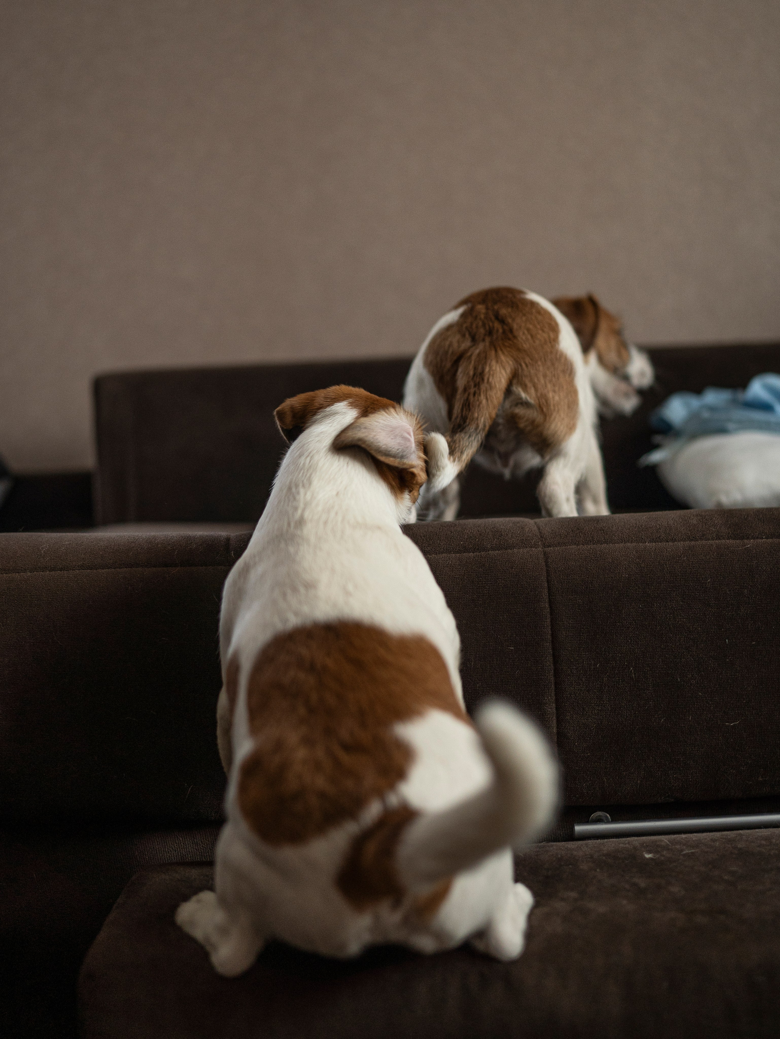 Ляля и Бандит Питомцы. Свадебный и Женский фотограф в г. Кемерово