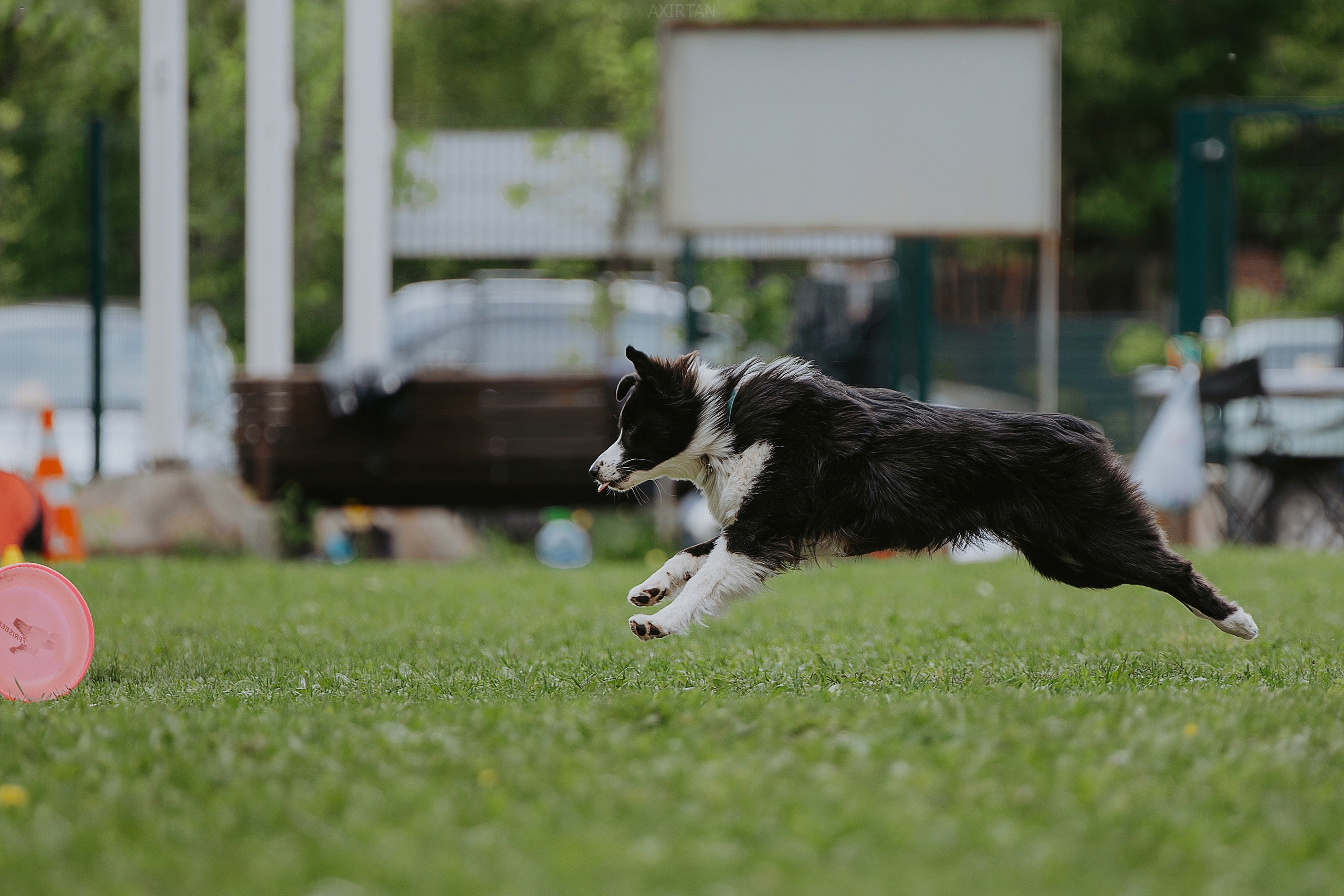 Кубрау. BLGKV питомник собак