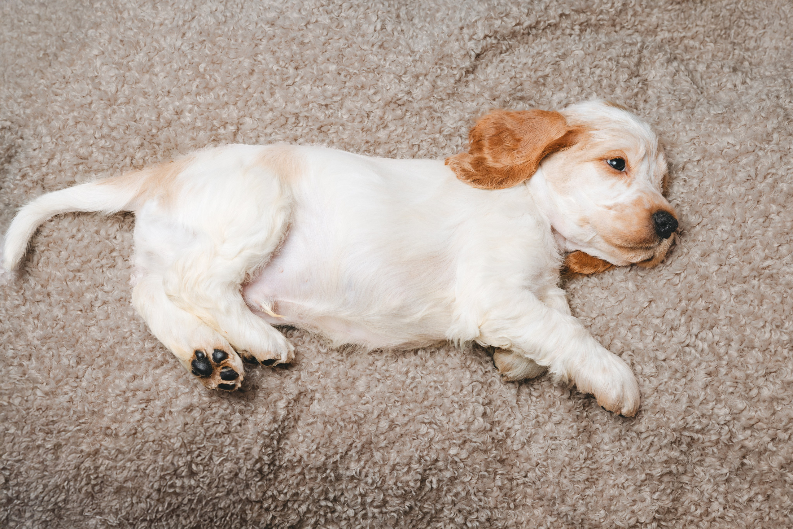 Английские коккер-спаниели. Фотограф анималист Осипчикова Мария