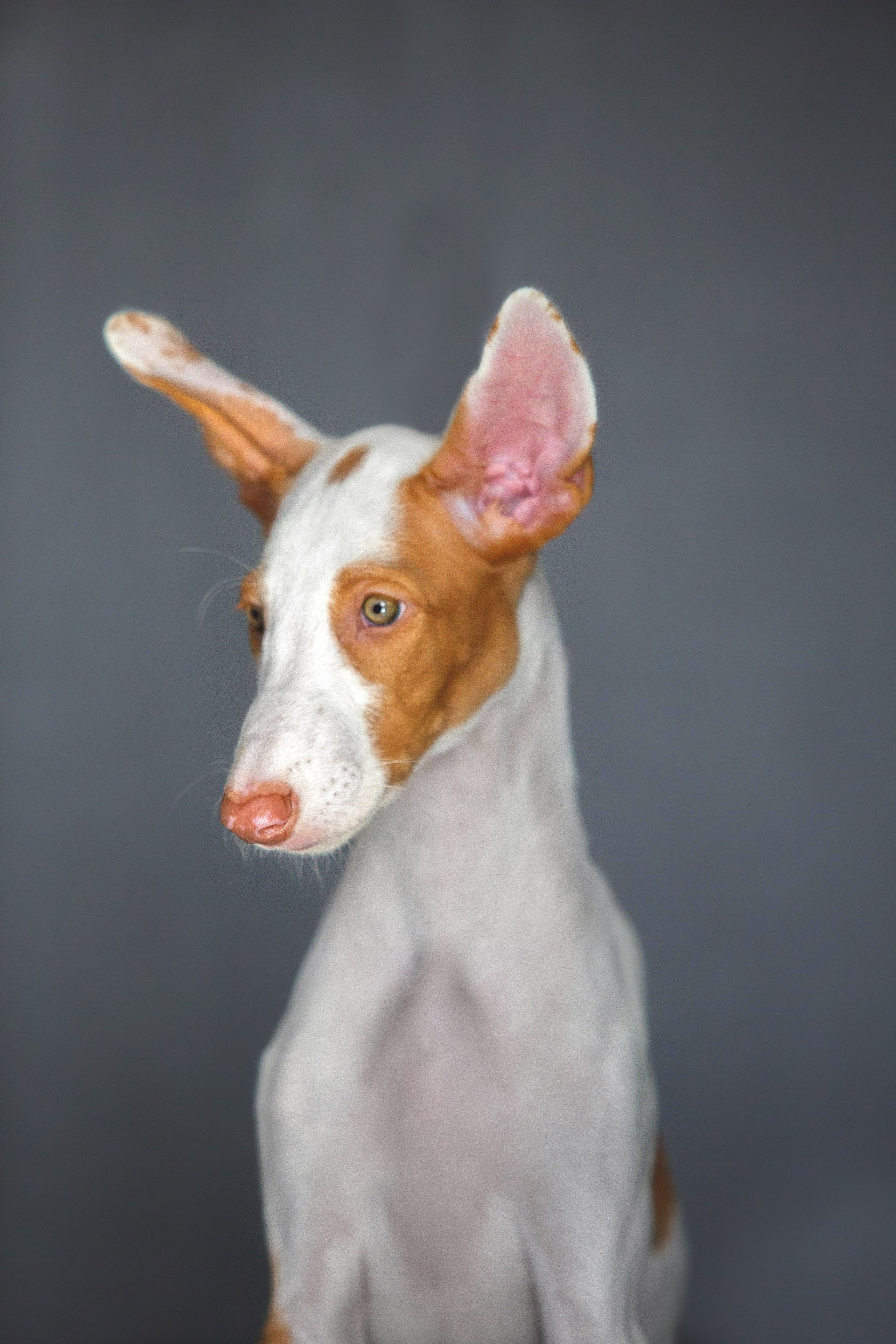 Поденко Ибиценко. Https://moshkovaphoto.ru/