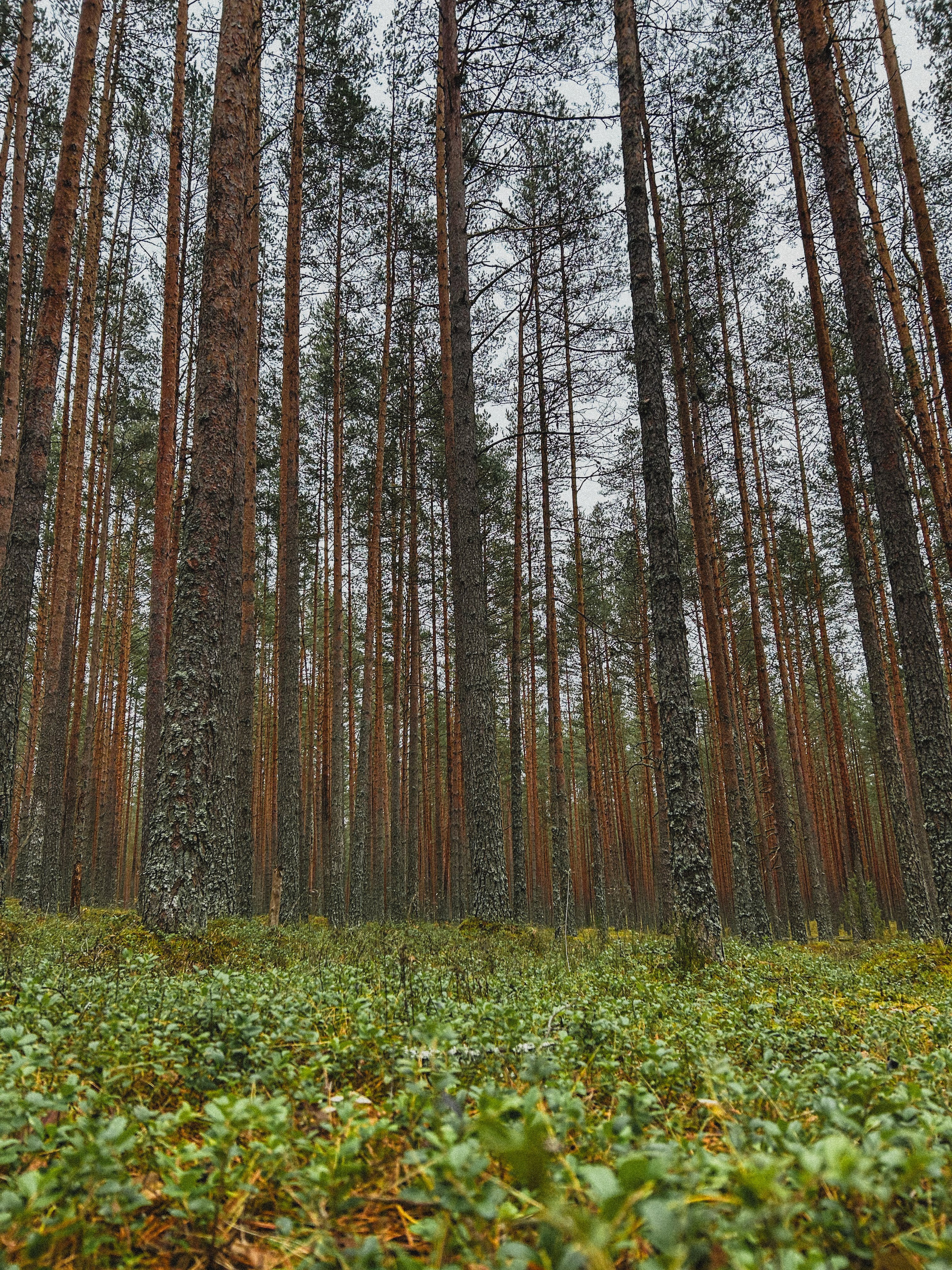 Природа. Фотокружок «Видоискатель» ГБОУ СОШ № 291