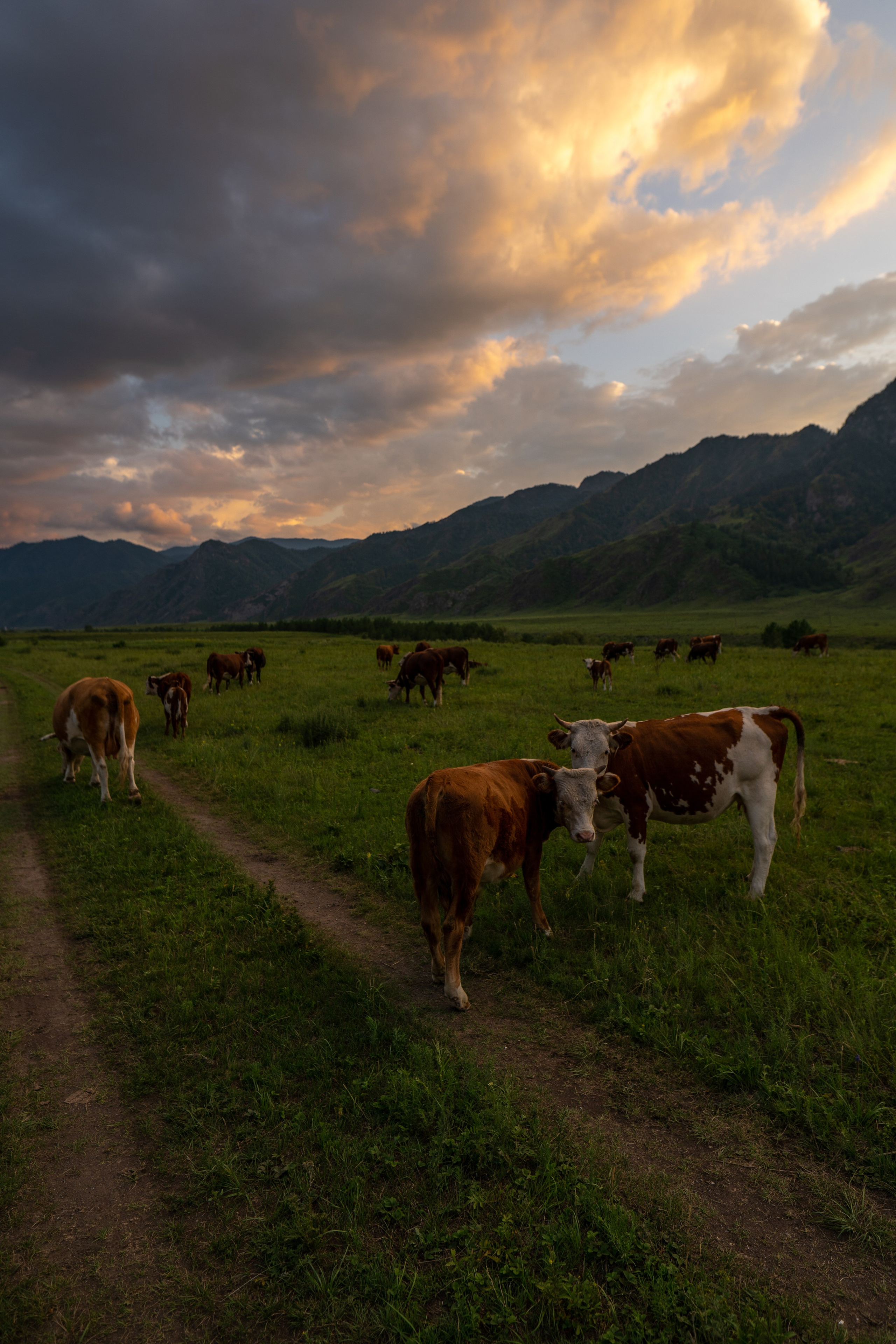 ЦВЕТНЫЕ ФОТОГРАФИИ. Никита Аничкин фото и видео оператор из России