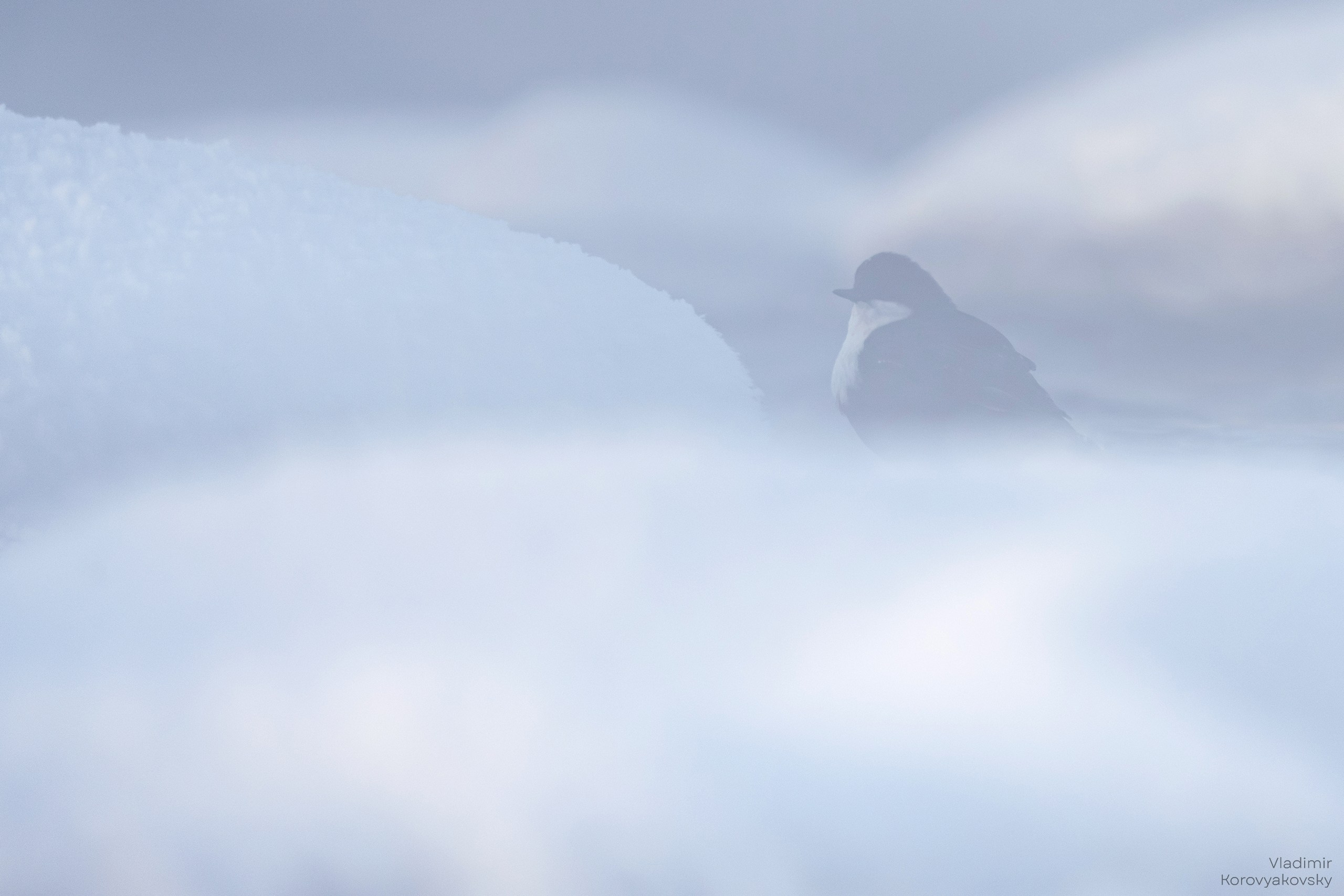 Животные. Фотограф Владимир Коровяковский