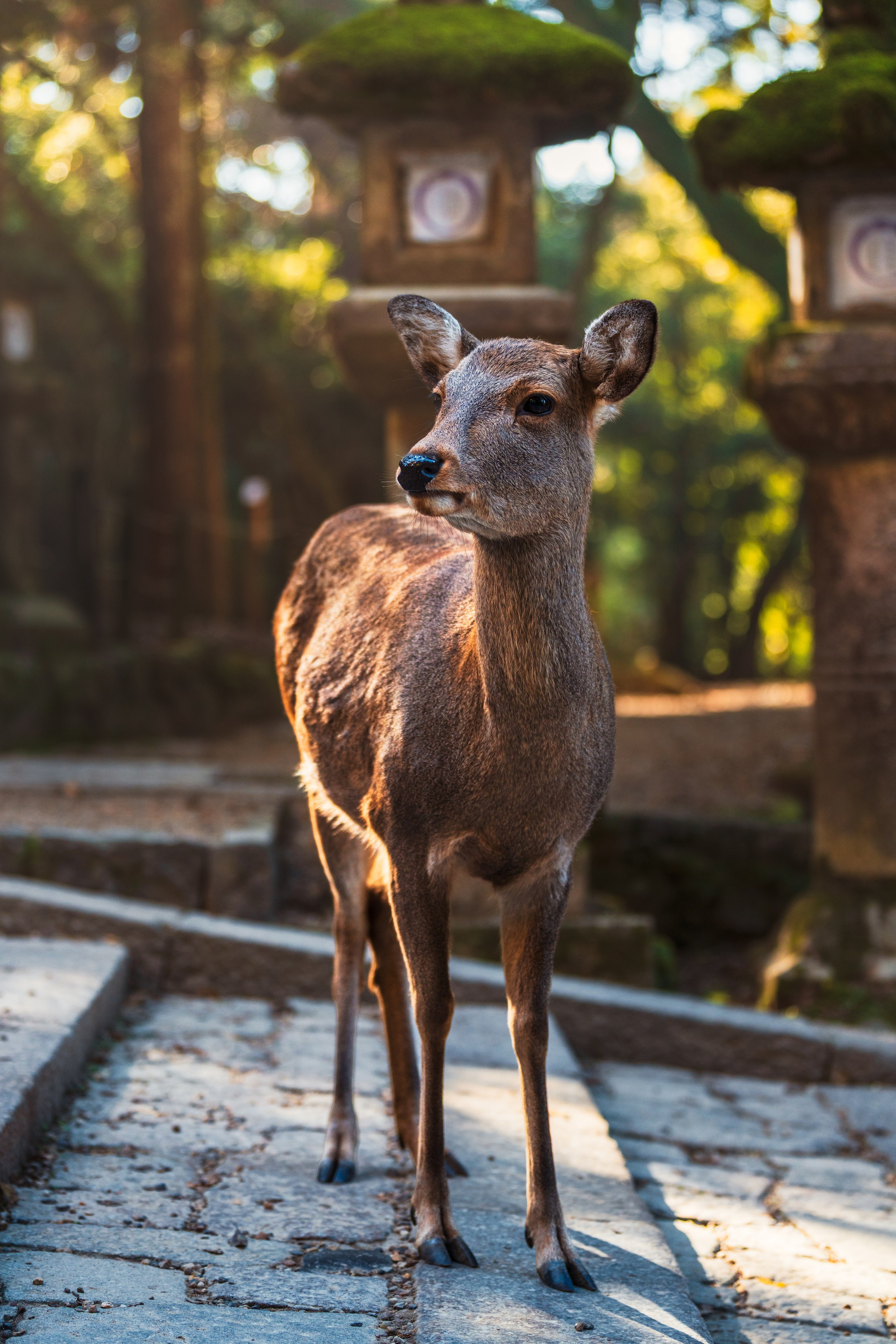 Japan. Сергей Садов о путешествиях, пейзажах и архитектуре