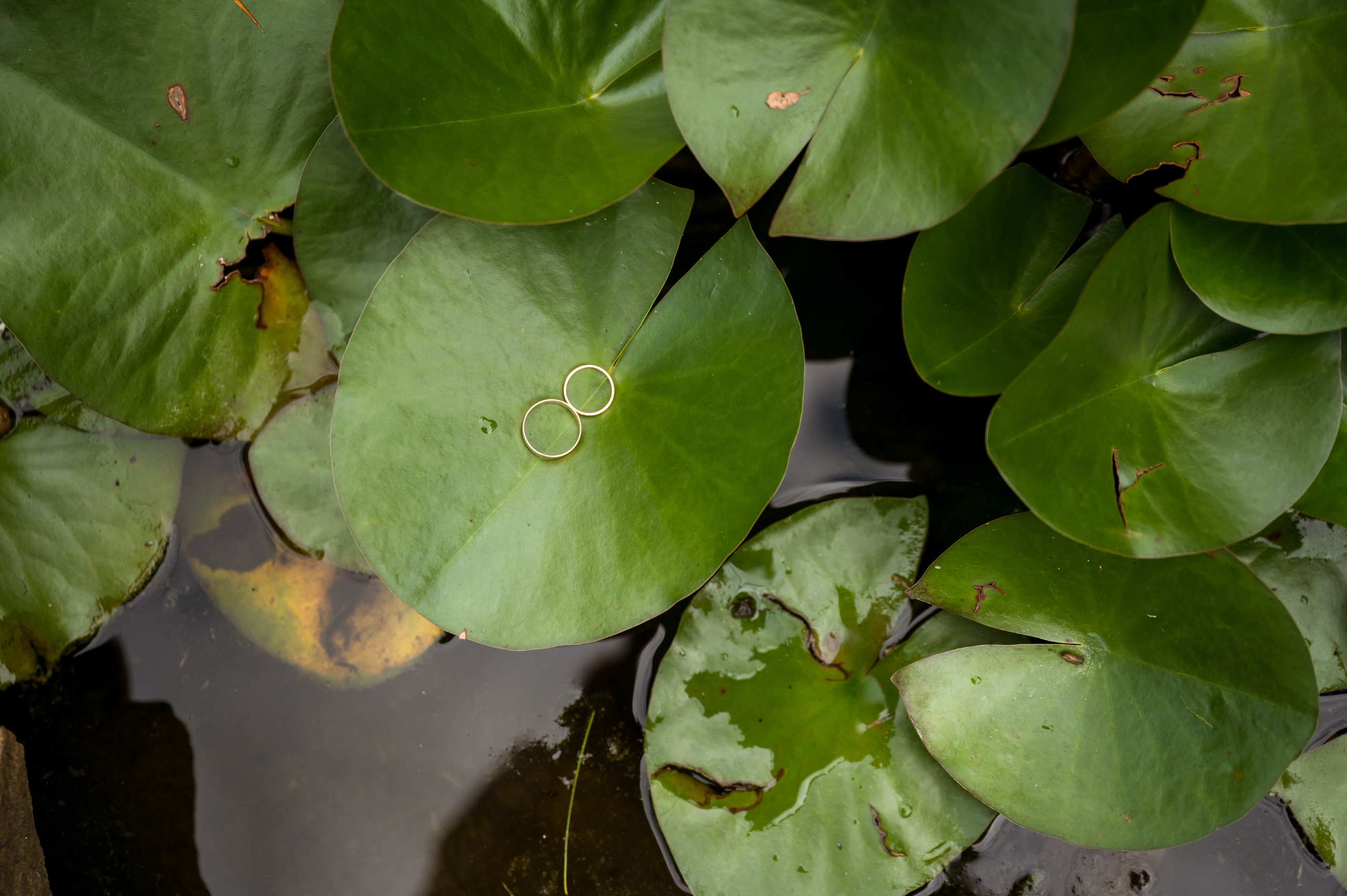 Татьяна и Данила. Свадебный и портретный фотограф в Белгороде Олеся Гавшина