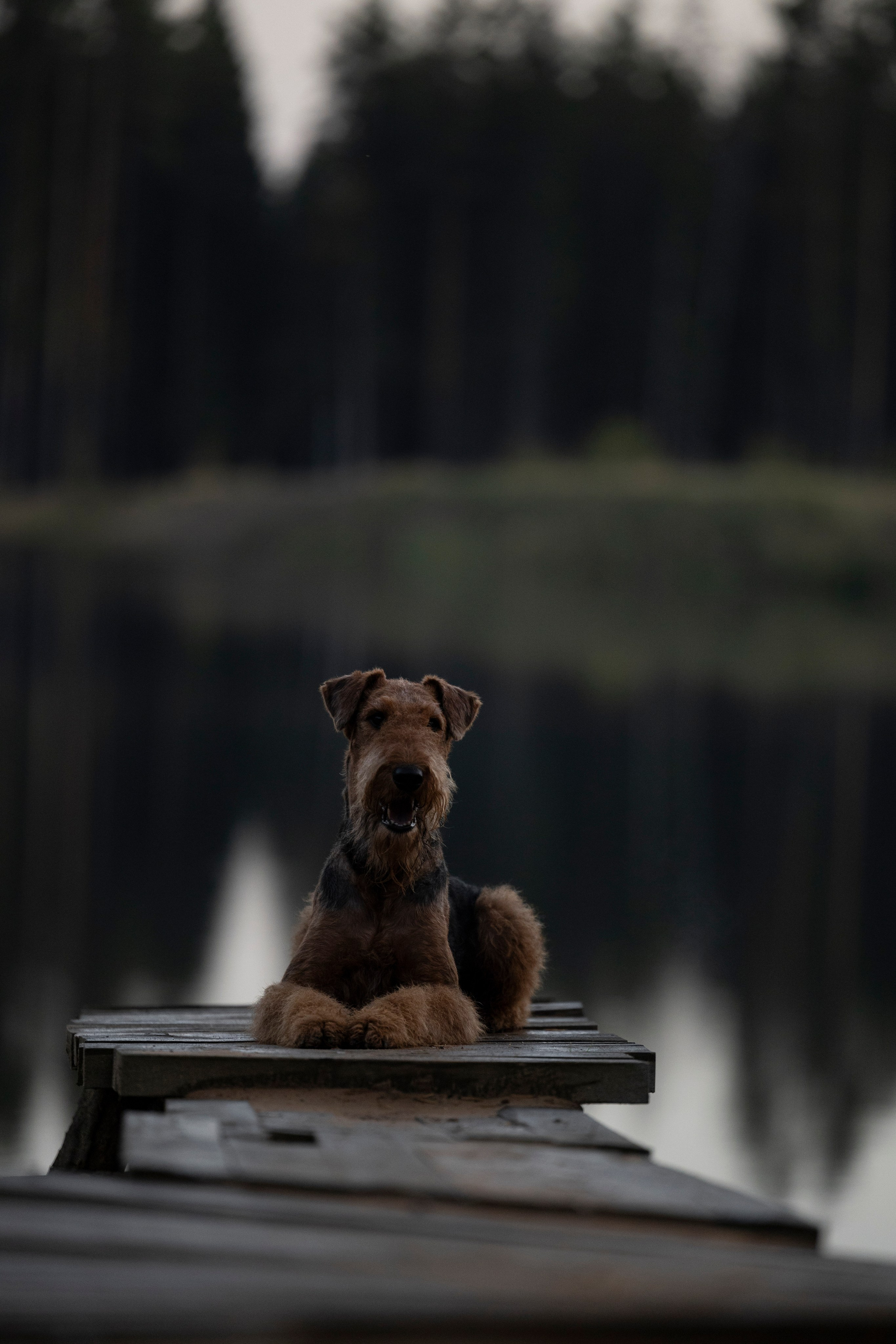 Харди. Фотограф-анималист Анна Маринич