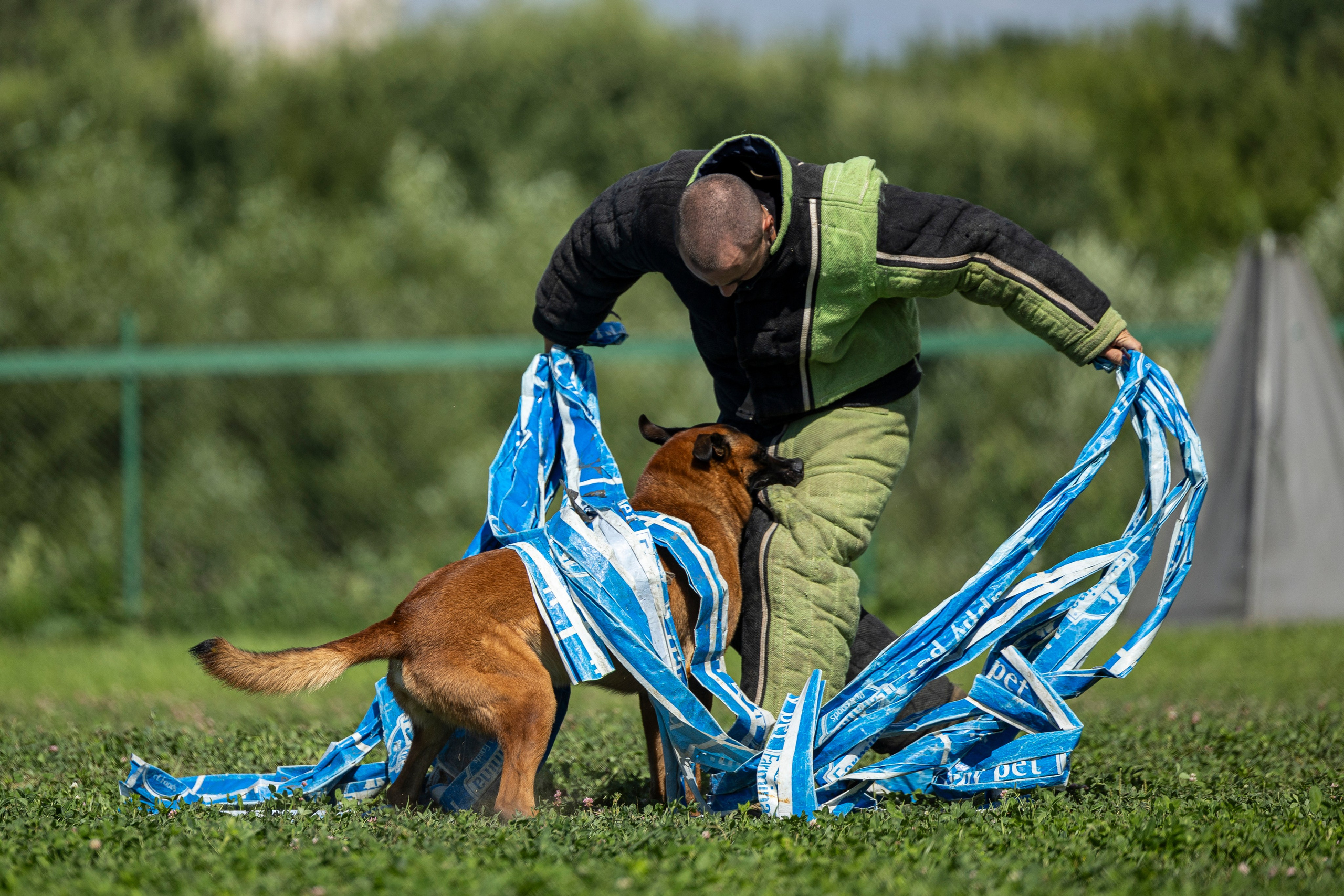 Соревнования по Мондьорингу г. Вологда 10-11.08.2024. Фотограф-анималист Анна Маринич