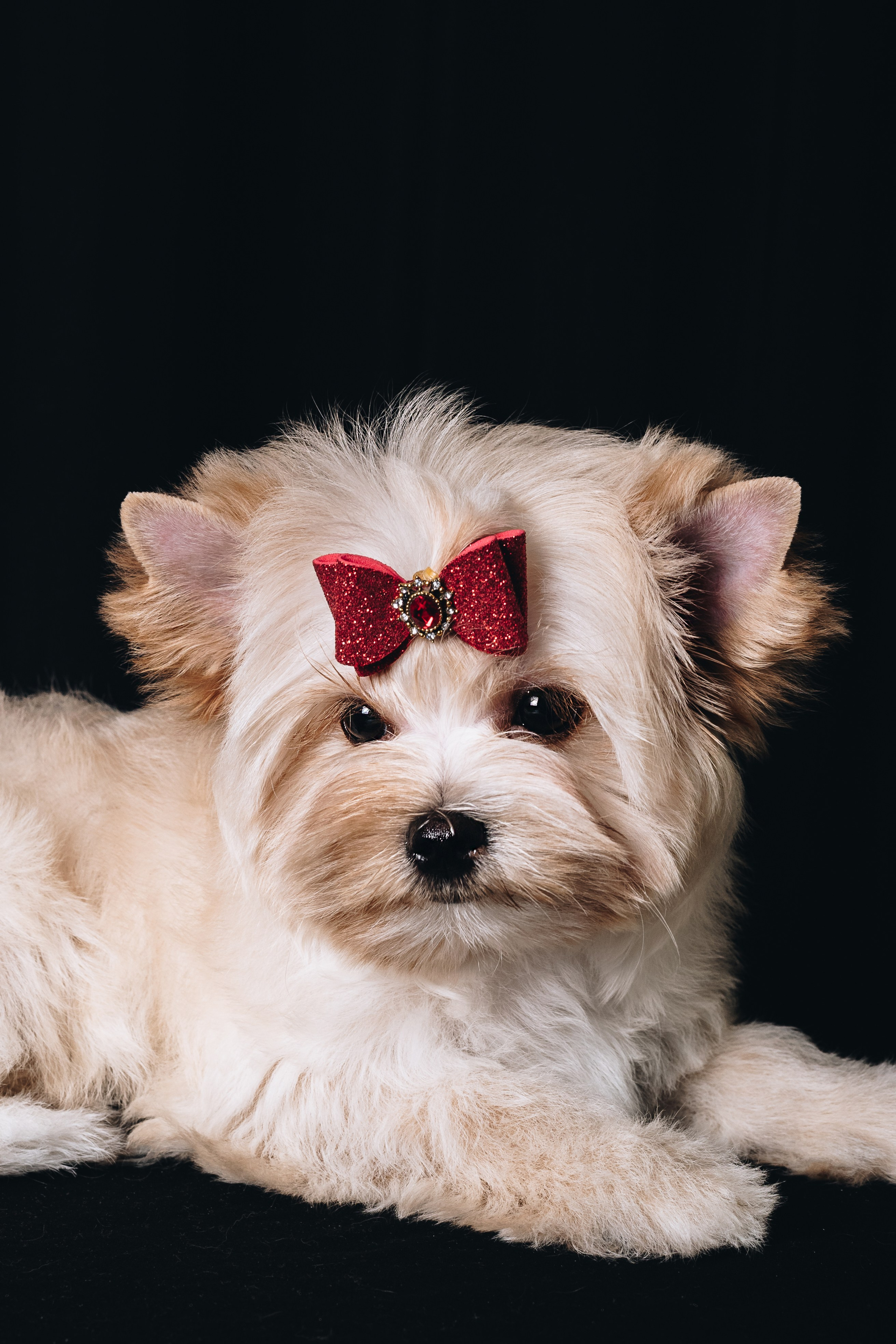 Russian Salon Dog. Natalia Finch Photography — Family, Kids & Pet Photographer in Chicago, IL