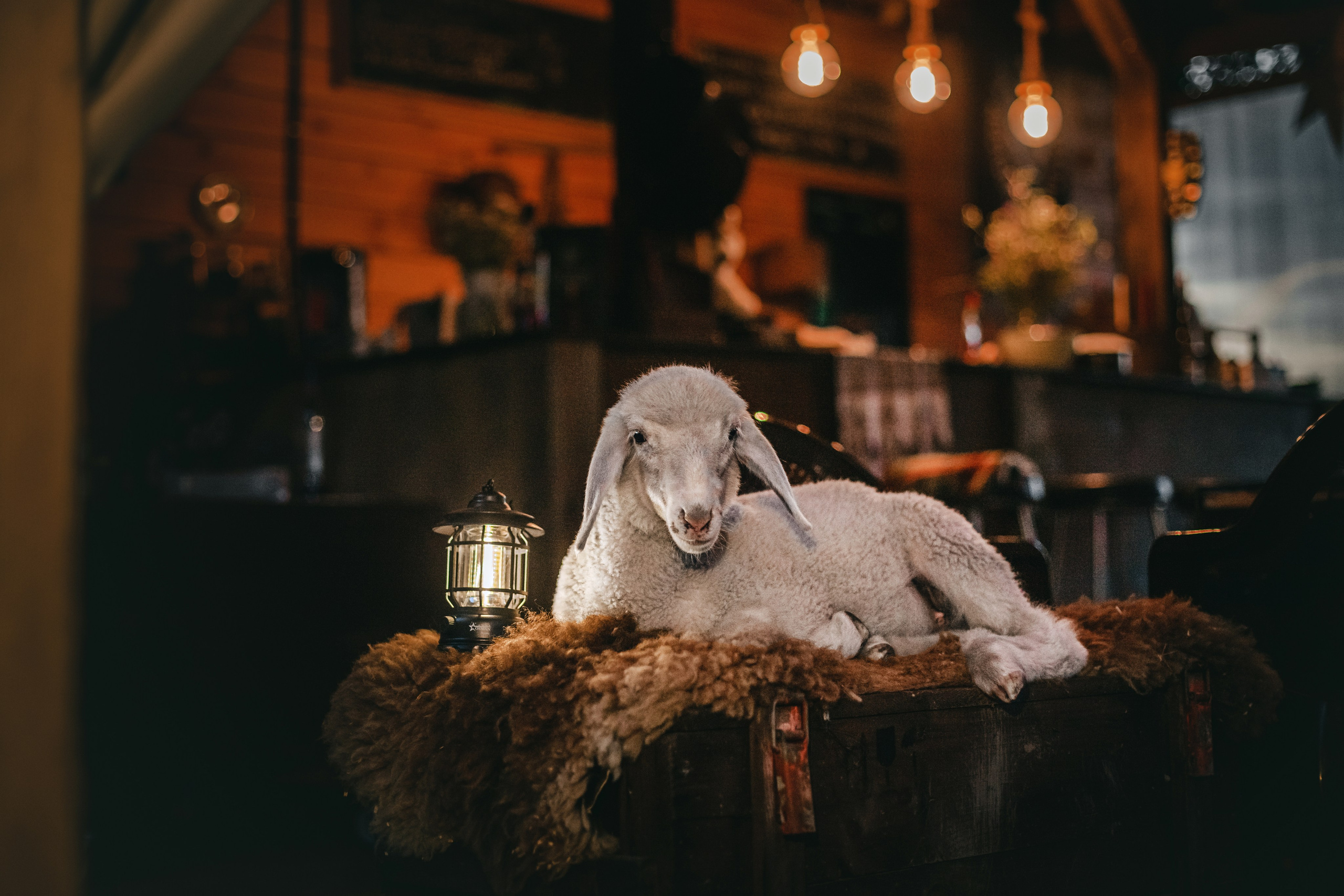 Фотограф-анималист Татьяна Степанова