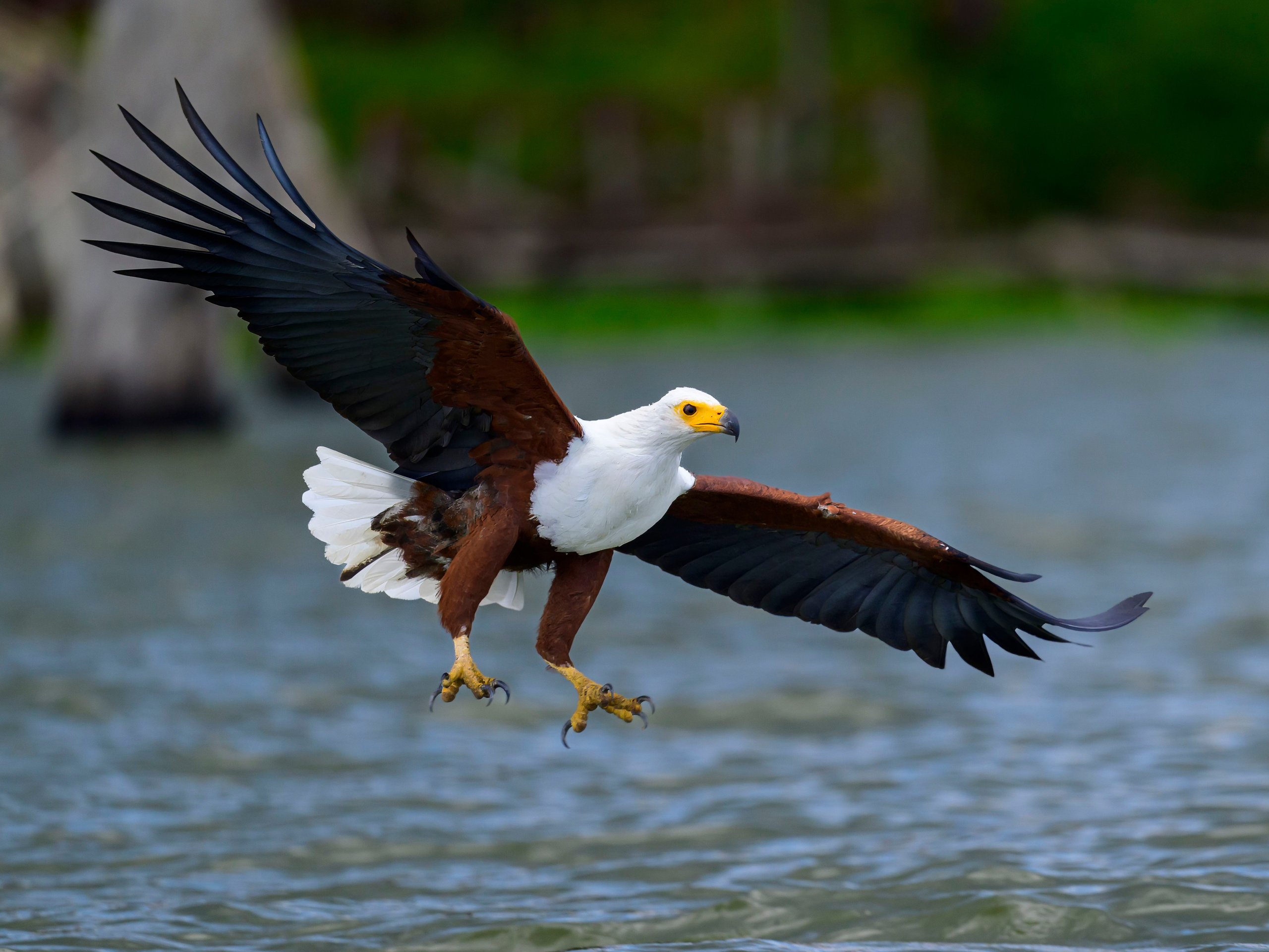 Кения. Wildlife photography by Sergey Puponin