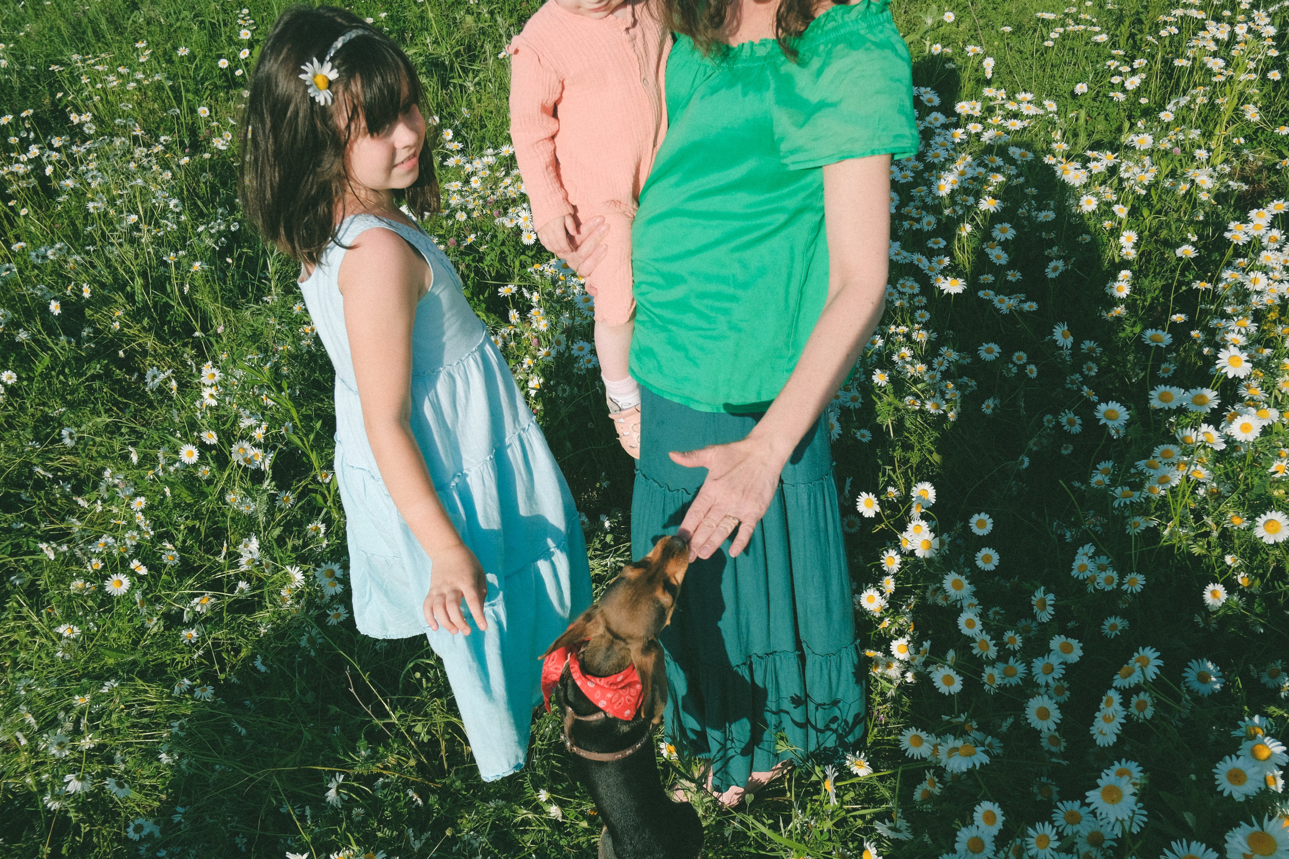 Ждановы в ромашках. Женский и семейный фотограф в Краснодаре и крае Таня Мустафина