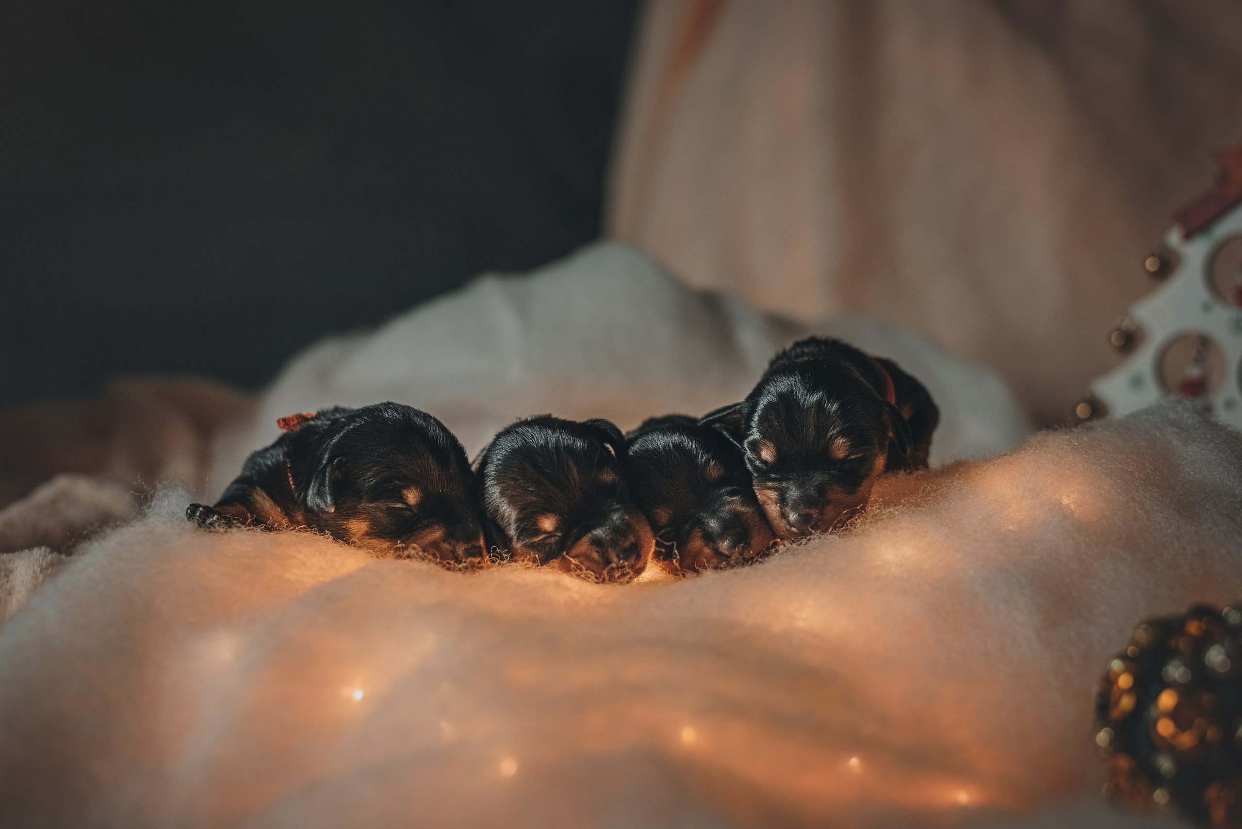 Pinschers. Natalia Finch Photography — Family, Kids & Pet Photographer in Chicago, IL