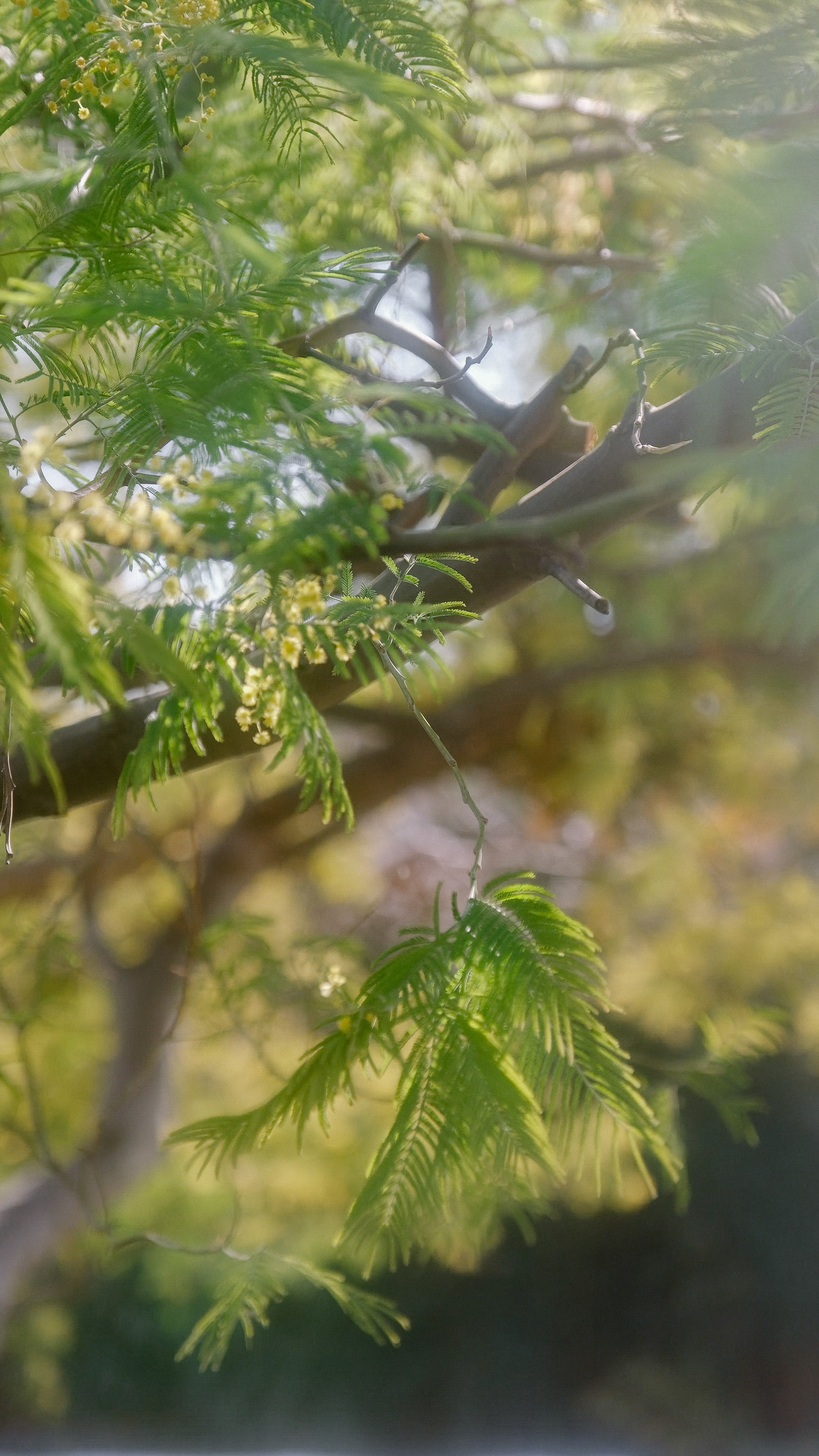 Русская Душа. Свадебный Видеограф Фотограф в Сочи