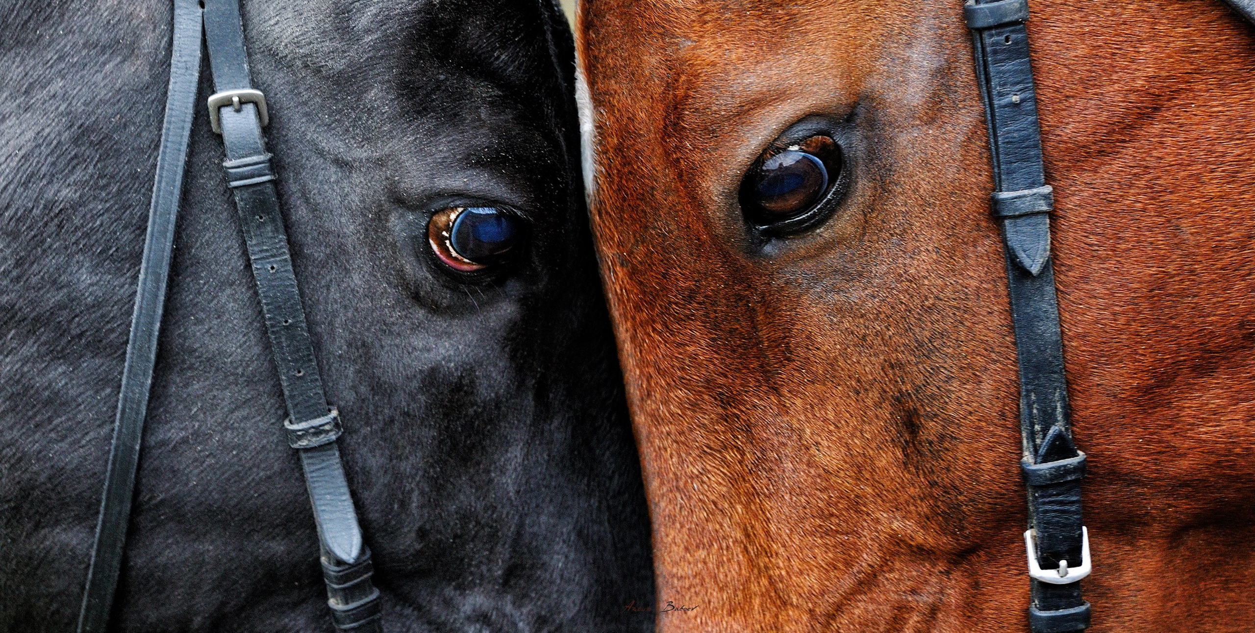 Gallery. Art photos of horses — ARTUR BABOEV | Photographer