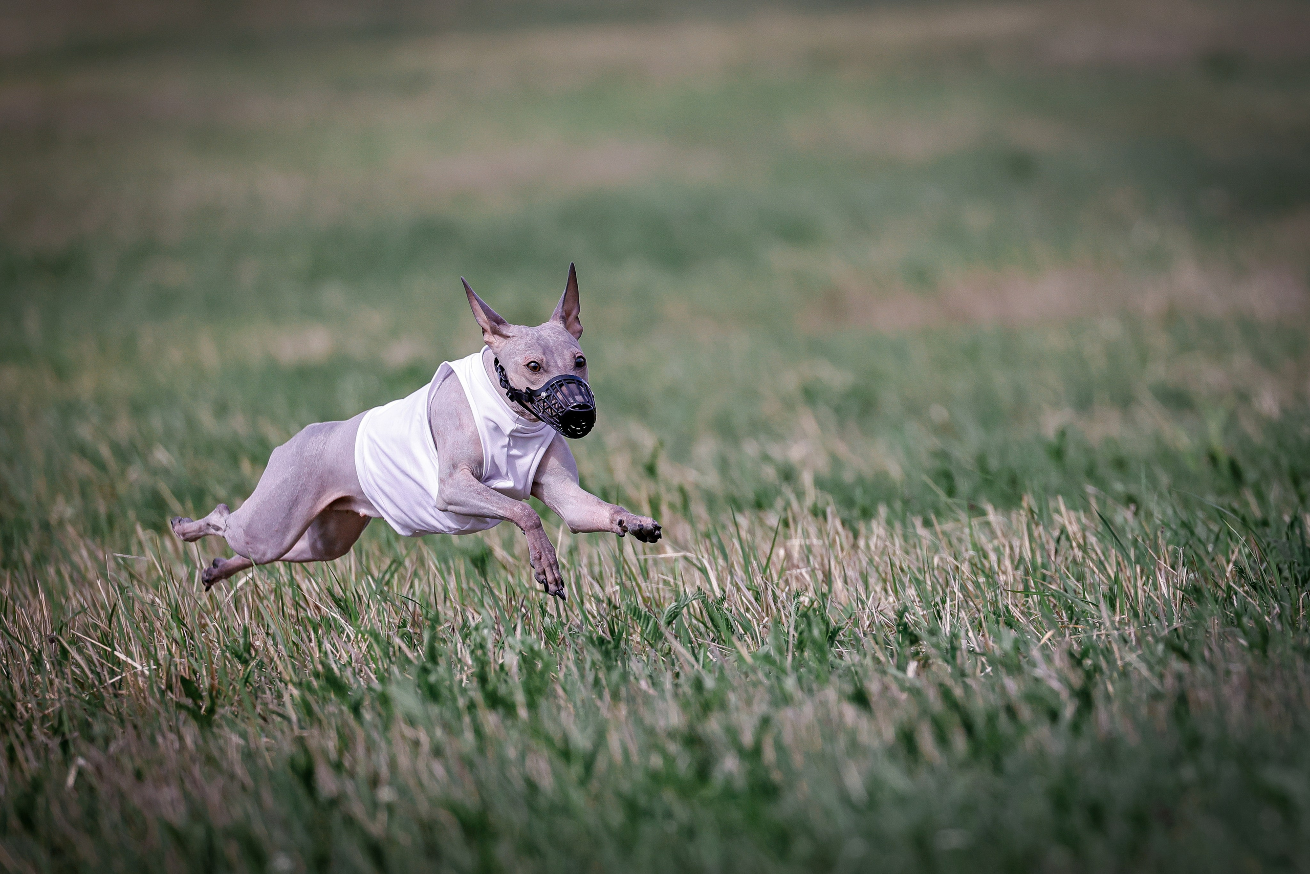 Собаки. Антонина Савельева Фотограф Ставрополь