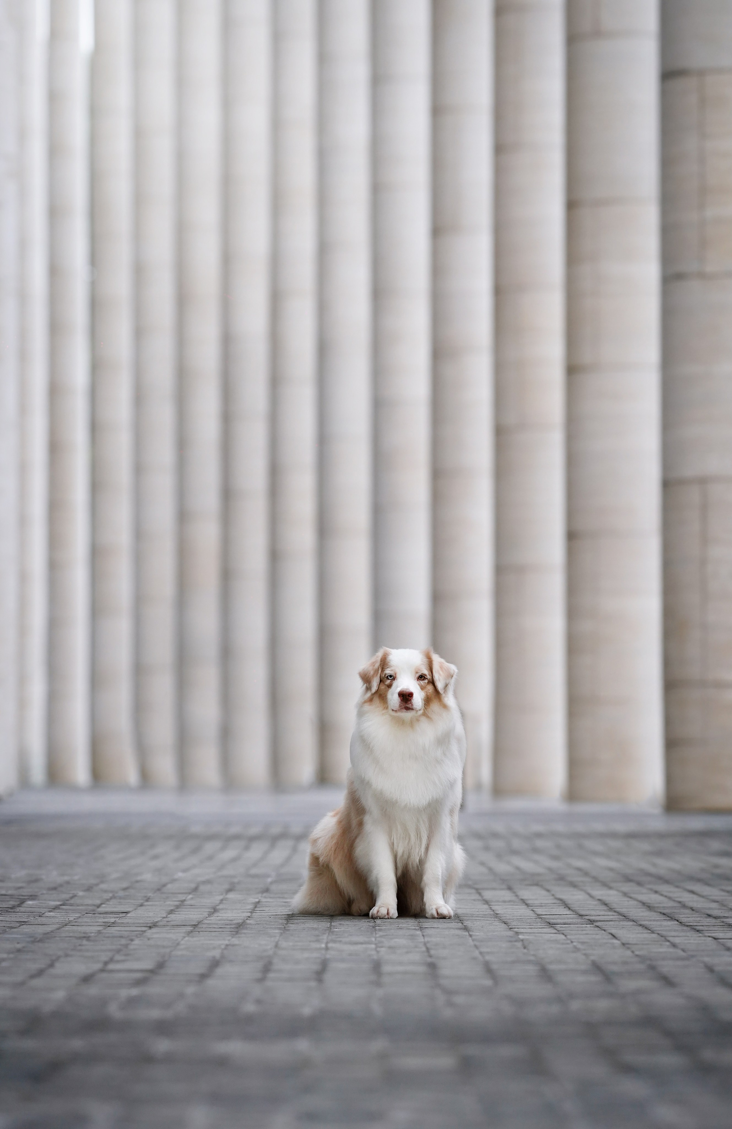 Кристина Катя Гермиона и Бэст. Фотограф-анималист в Санкт-Петербурге Яна Мартынова