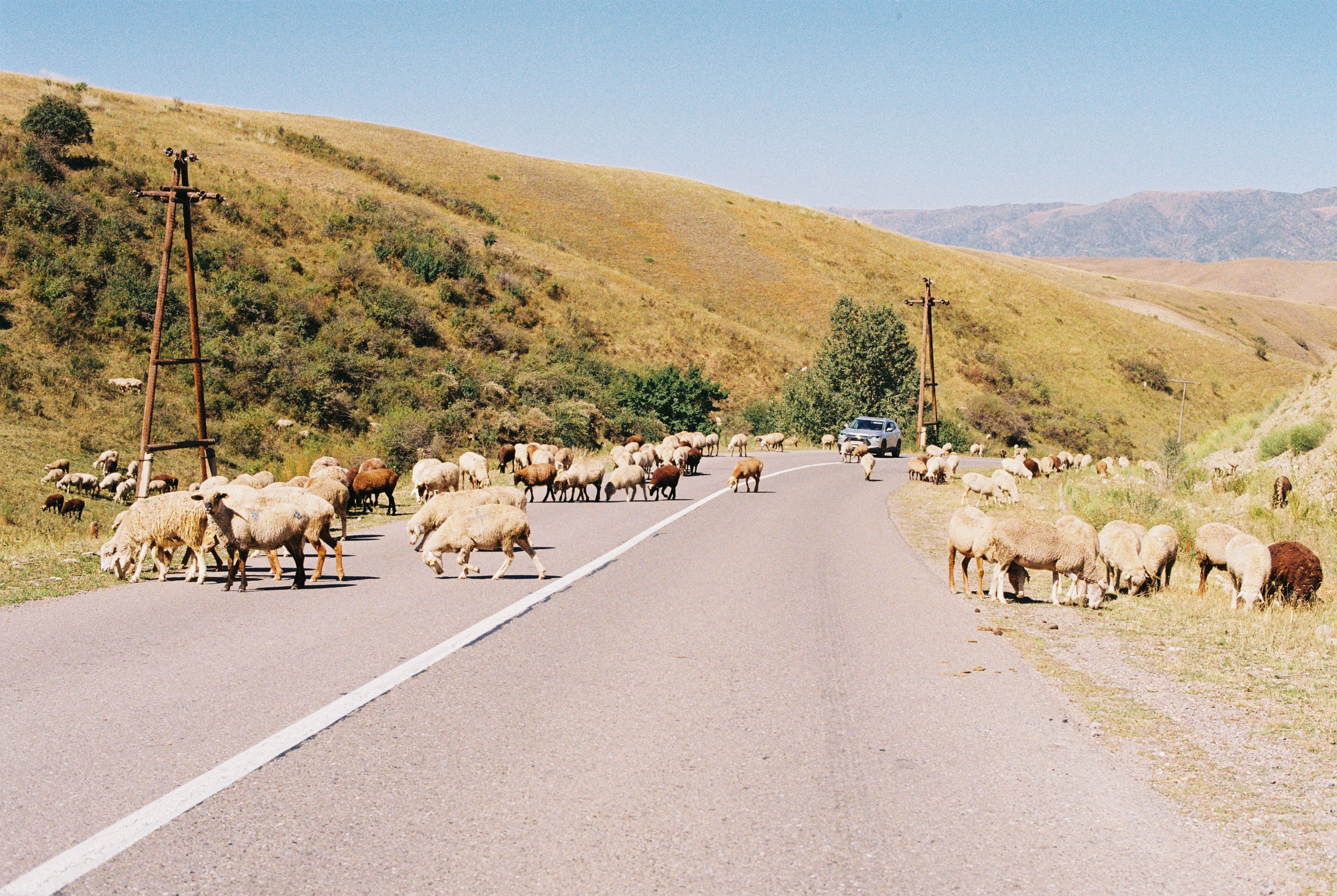 2025 — Путешествия на плёнку. Фотограф в Алматы — Алексей Коньков | Репортаж, свадьбы, портреты