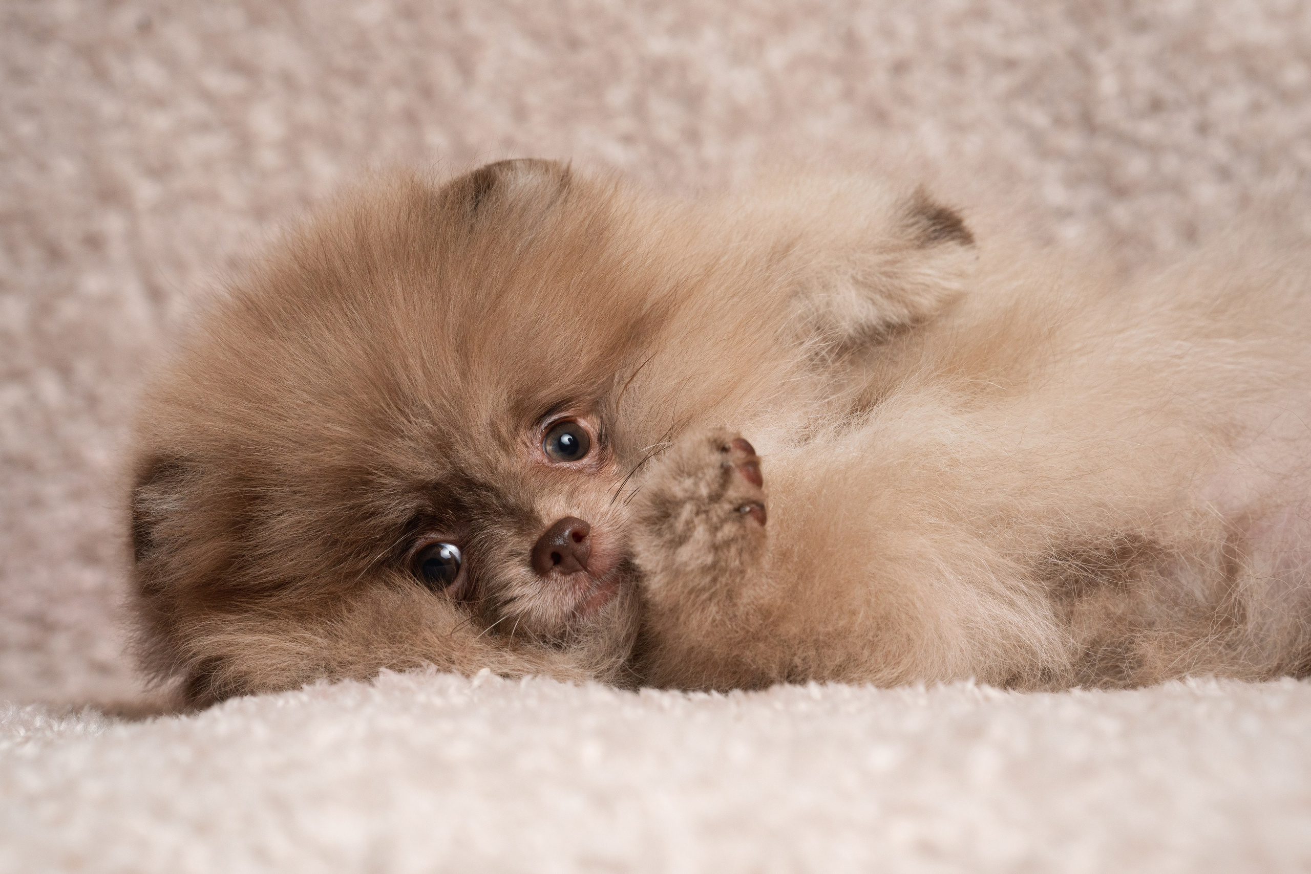 Шпицы. Фотограф анималист Осипчикова Мария