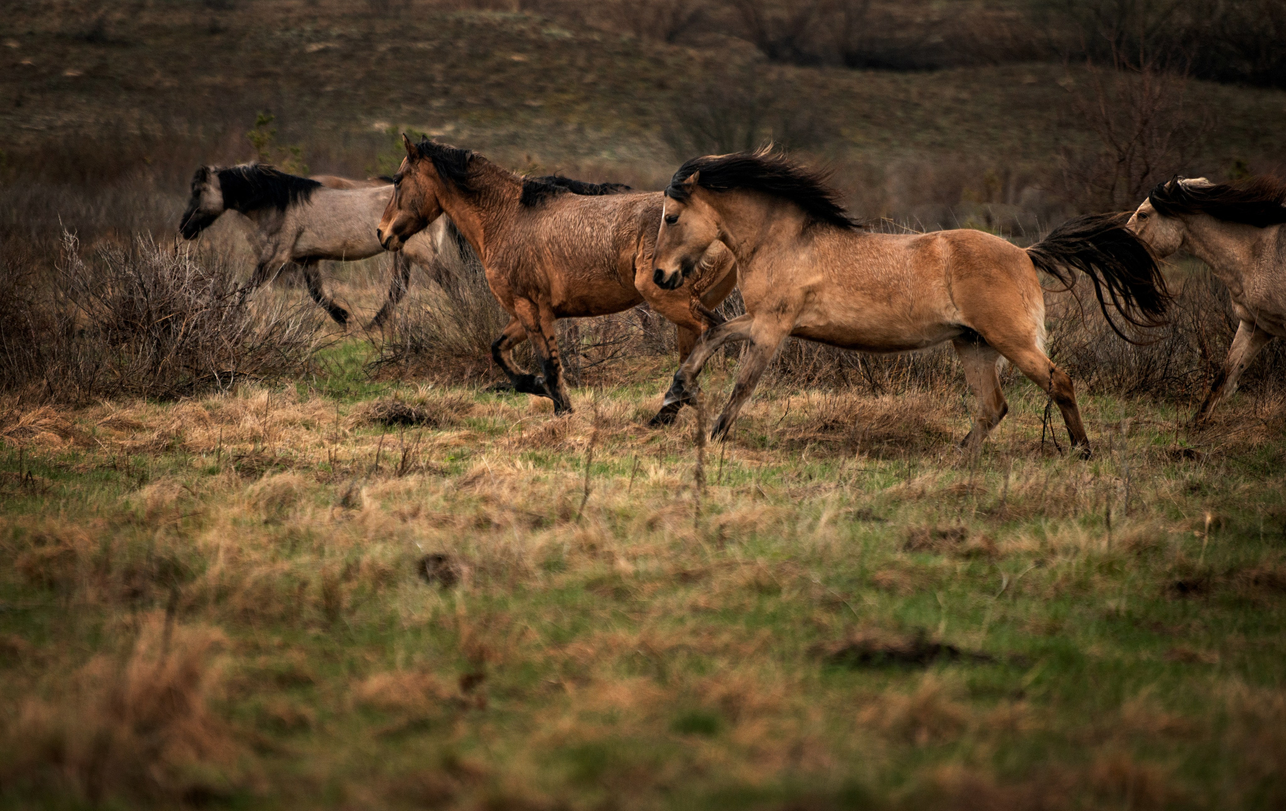Лошади. Конный фотограф в Саратове Юлия Иванова
