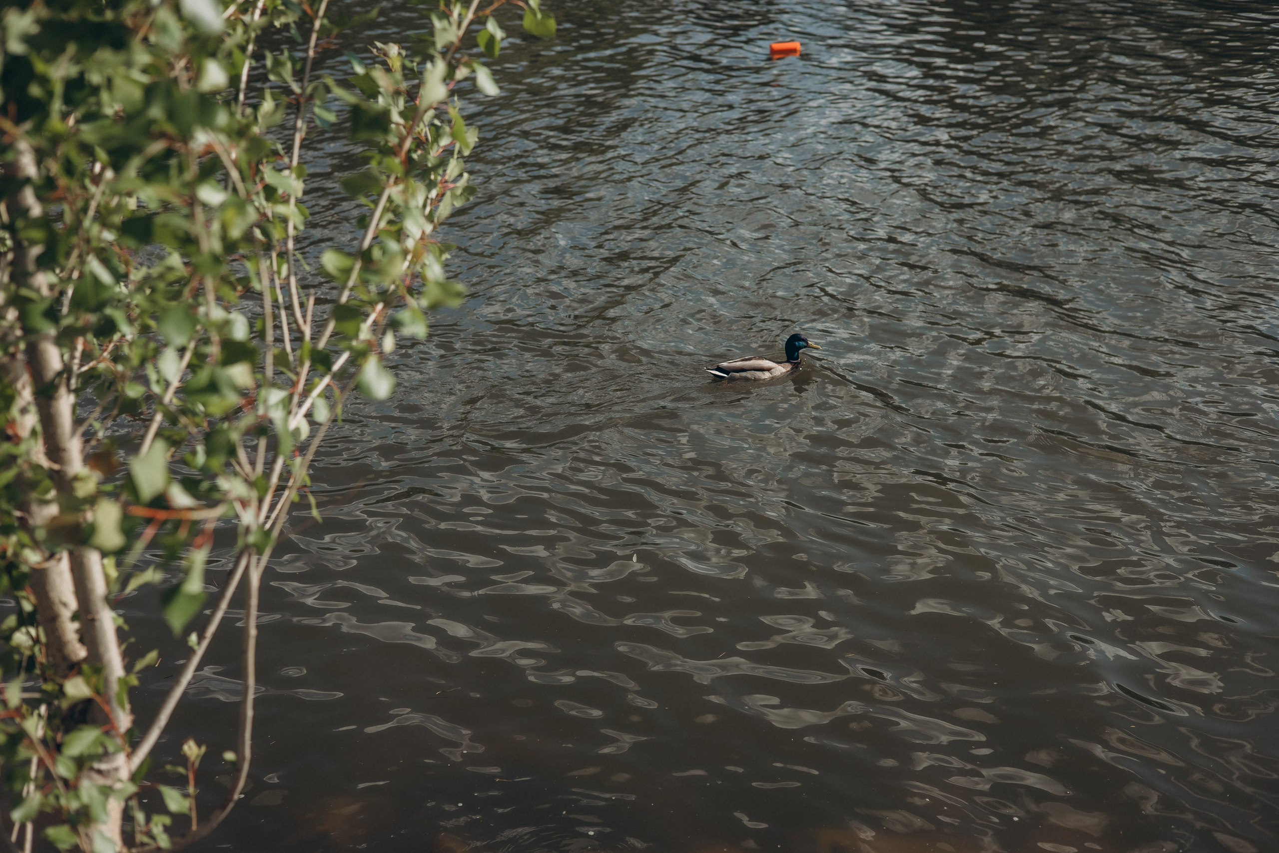 Семейная прогулка. Европейский берег. Семейный, детский, женский фотограф в Новосибирске Оля Борисова
