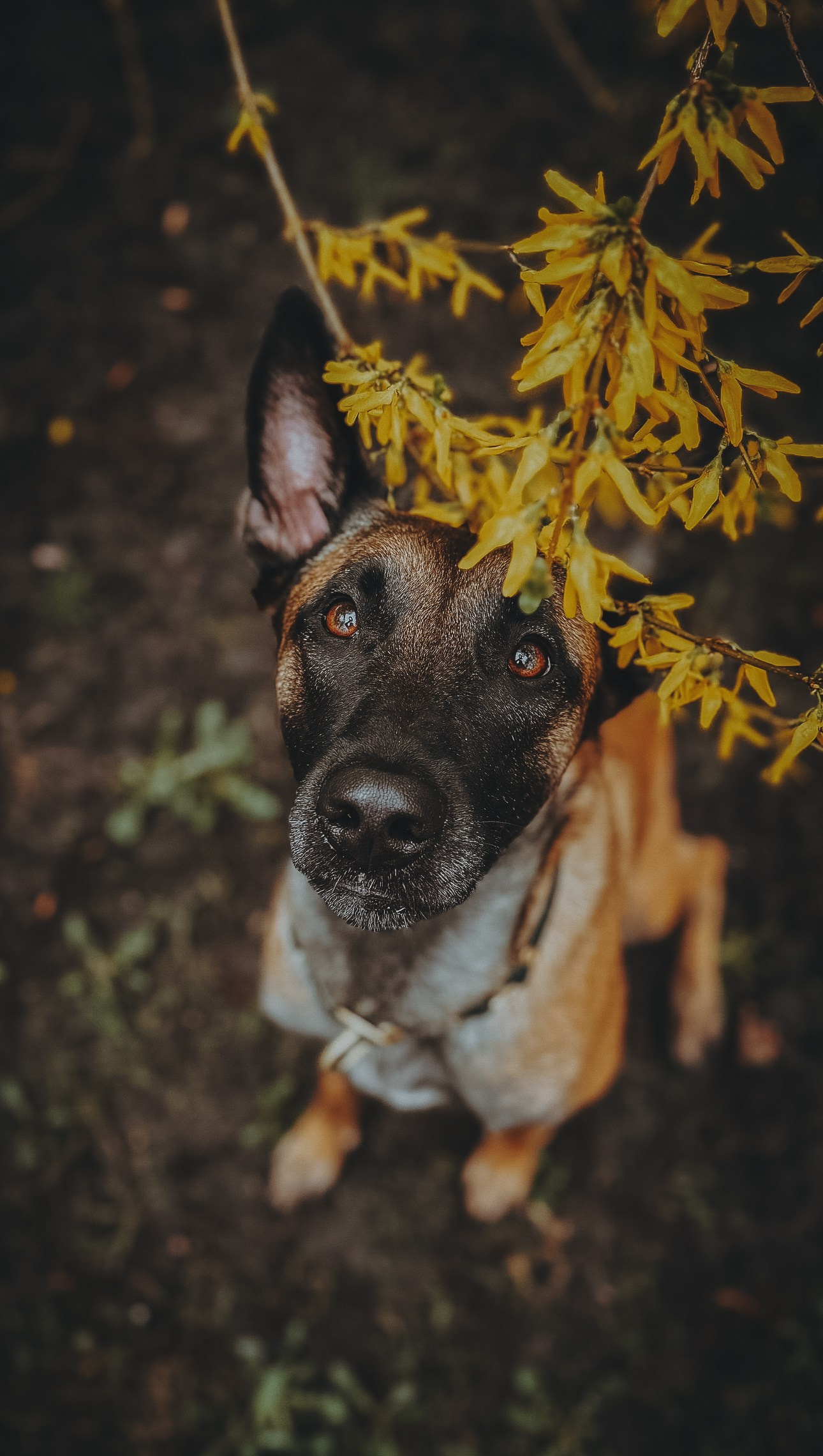 Presets pack 2025. Фотограф анималист Осипчикова Мария