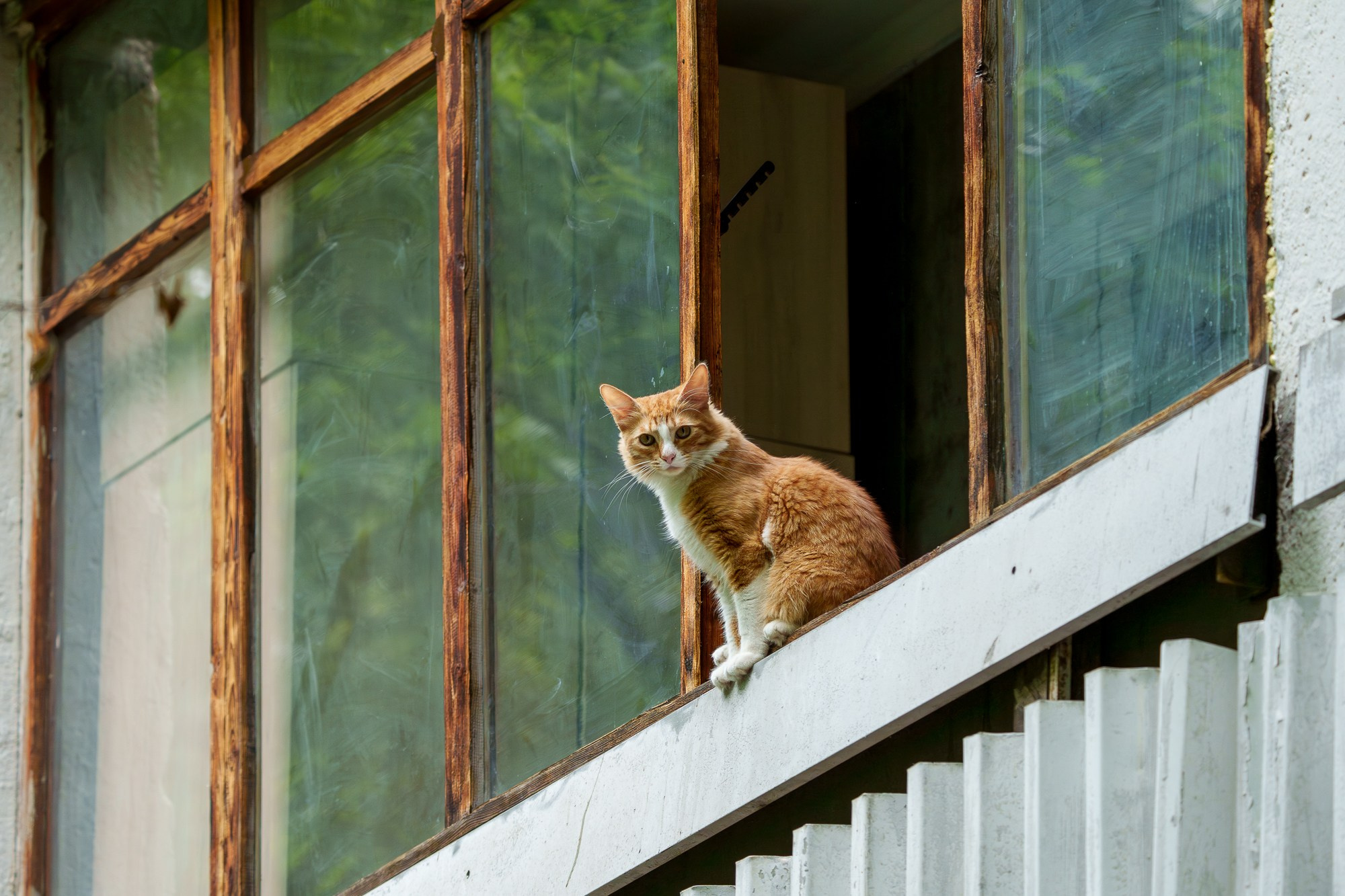 Животные. Ваш личный фотограф Марина Волкова