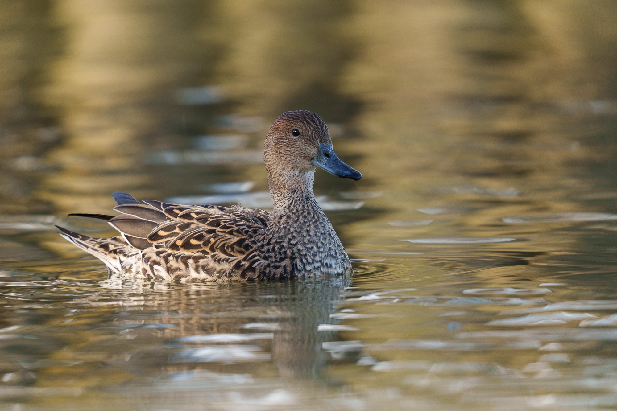 Удивительные мир птиц. Вокруг нас столько прекрасного — присмотритесь!. Ваш личный фотограф Марина Волкова