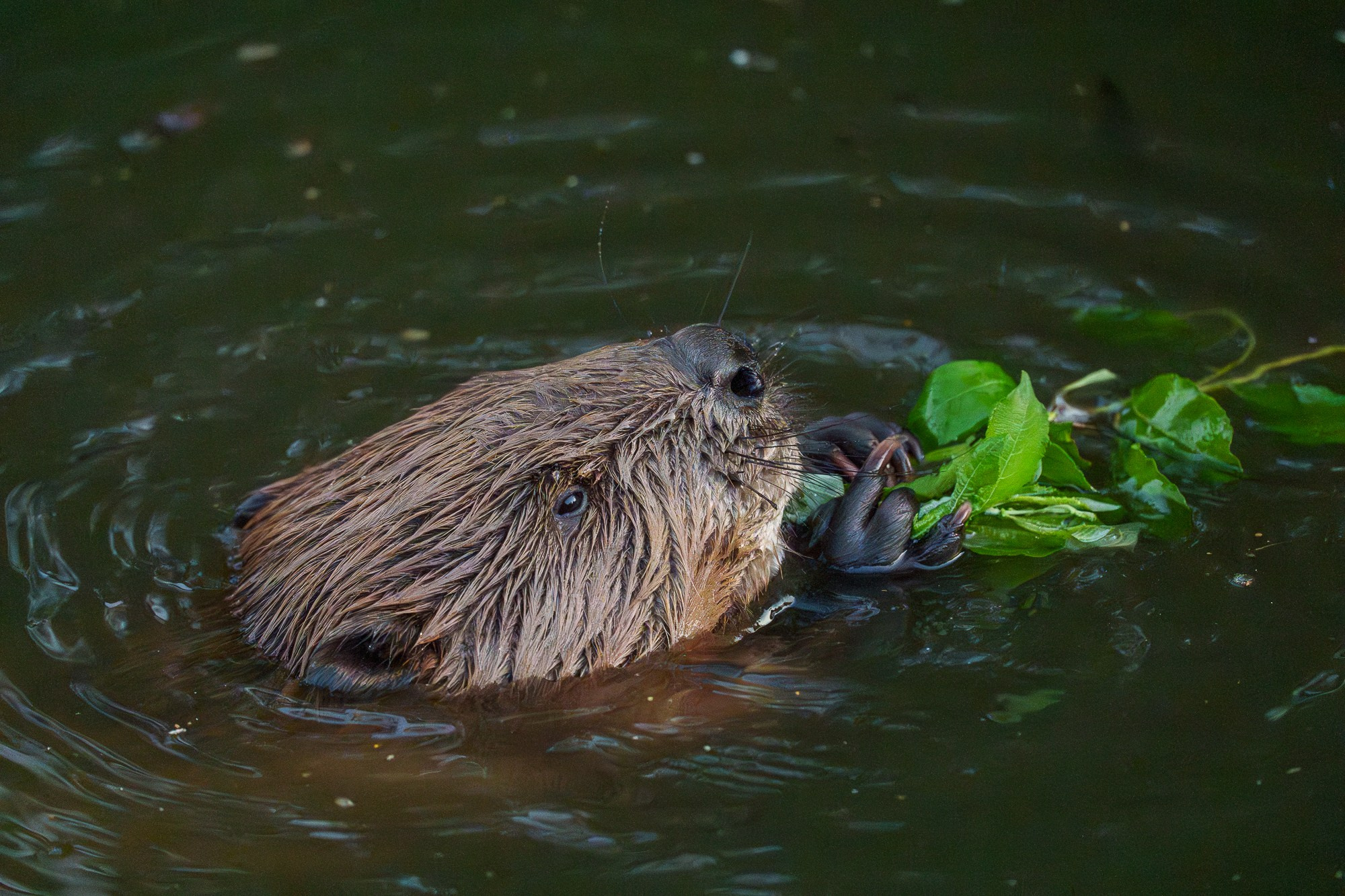 Животные. Ваш личный фотограф Марина Волкова