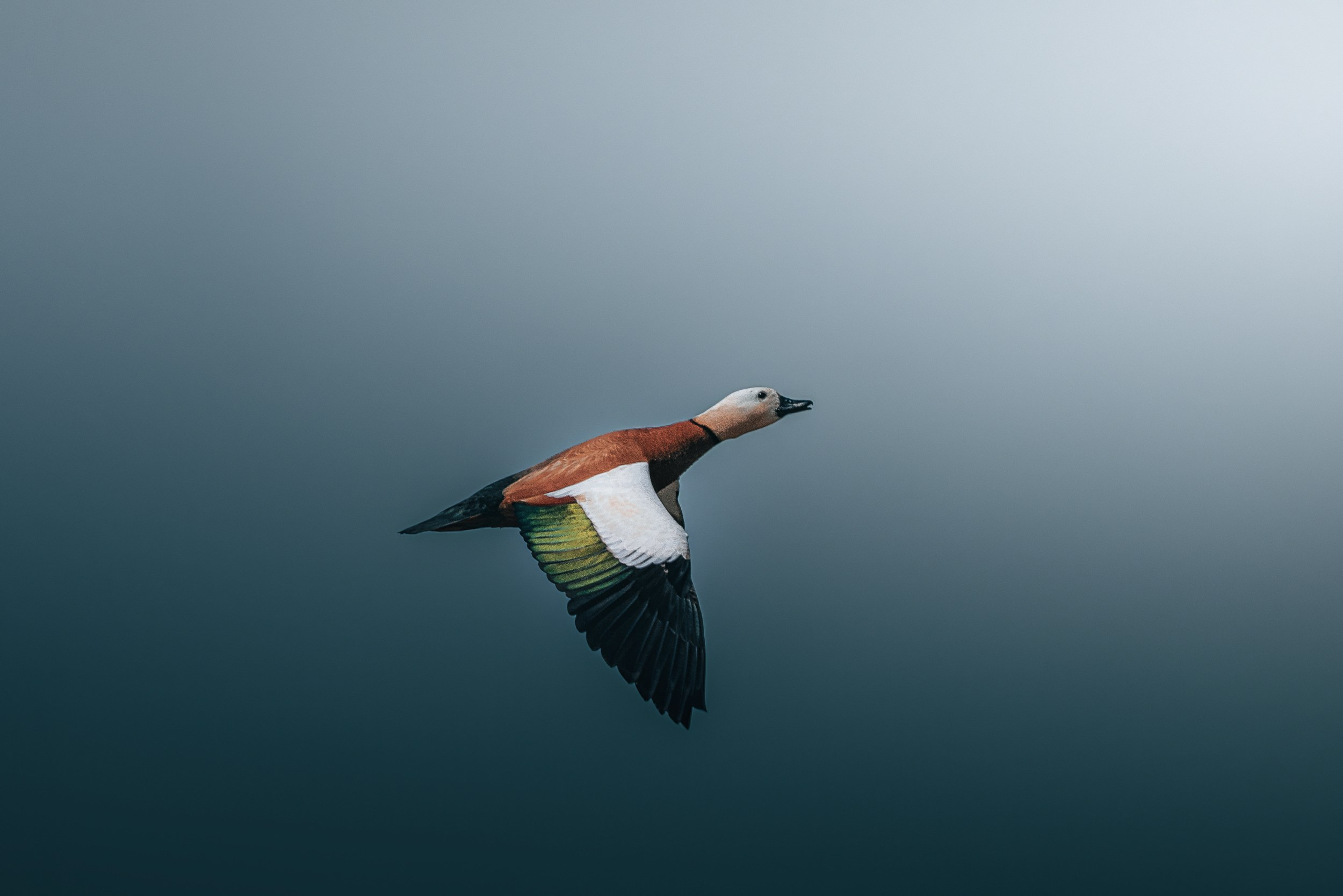 Дикая природа • Wildlife. Елена Ивановой • Профессиональный фотограф