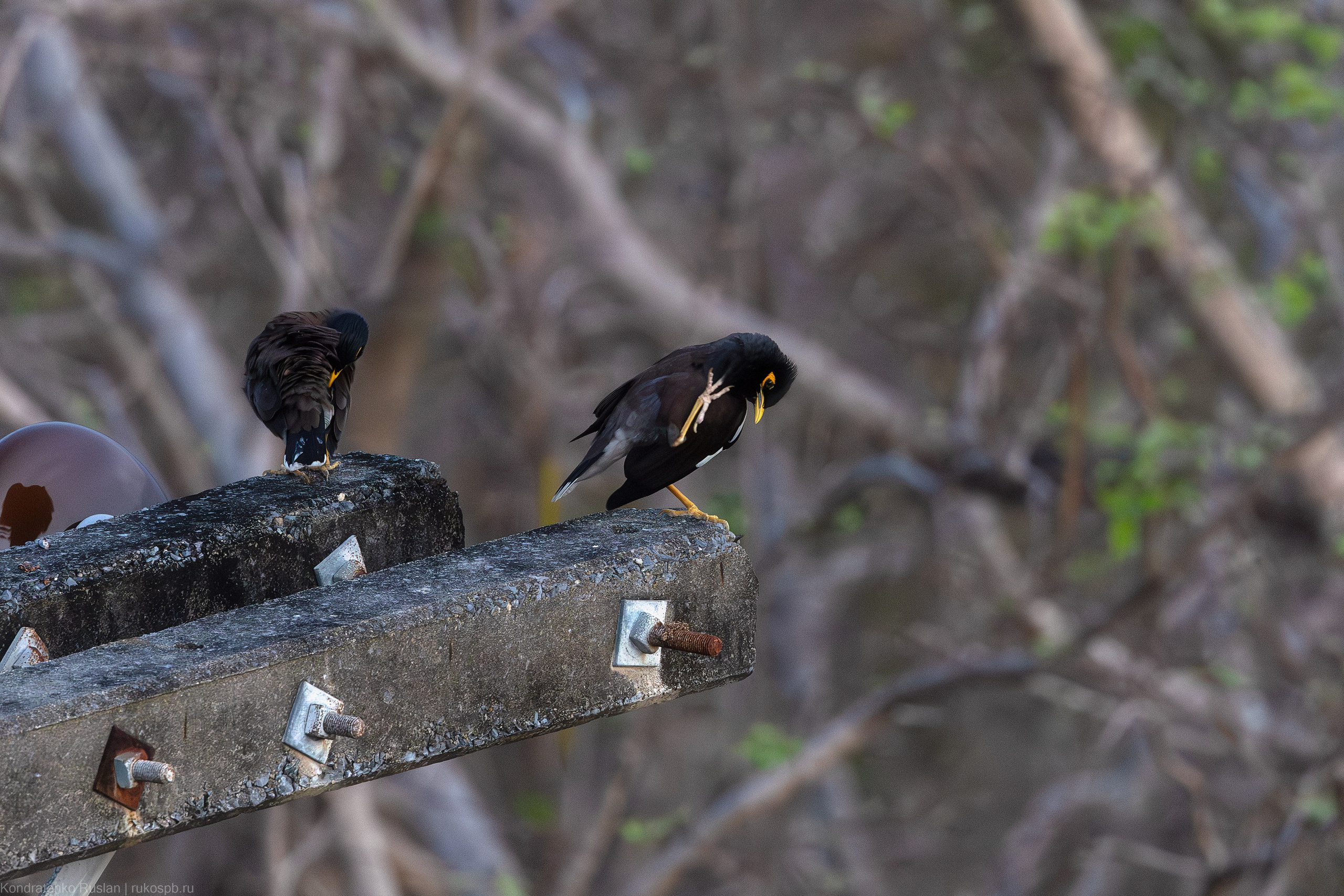 Обыкновенная майна. Архитектурный и пейзажный фотограф Кондратенко Руслан, Санкт-Петербург