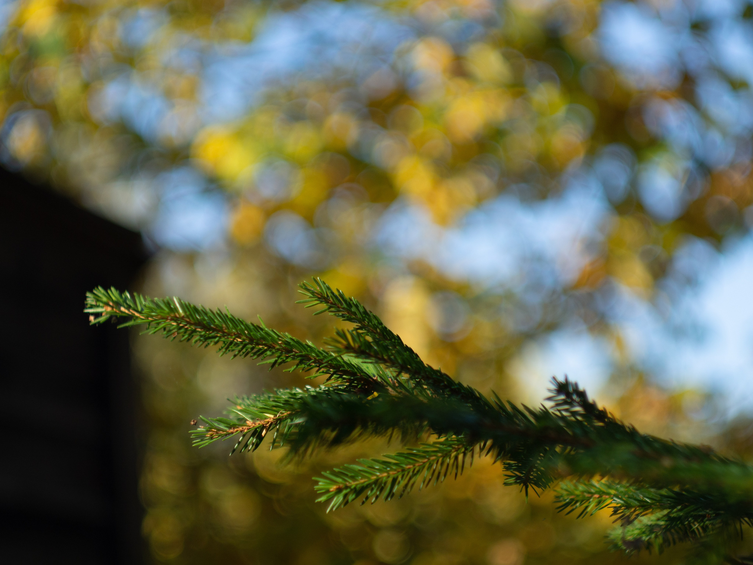 20230923-25 Родники. Дмитрий Ремизов. Фотография, как хобби