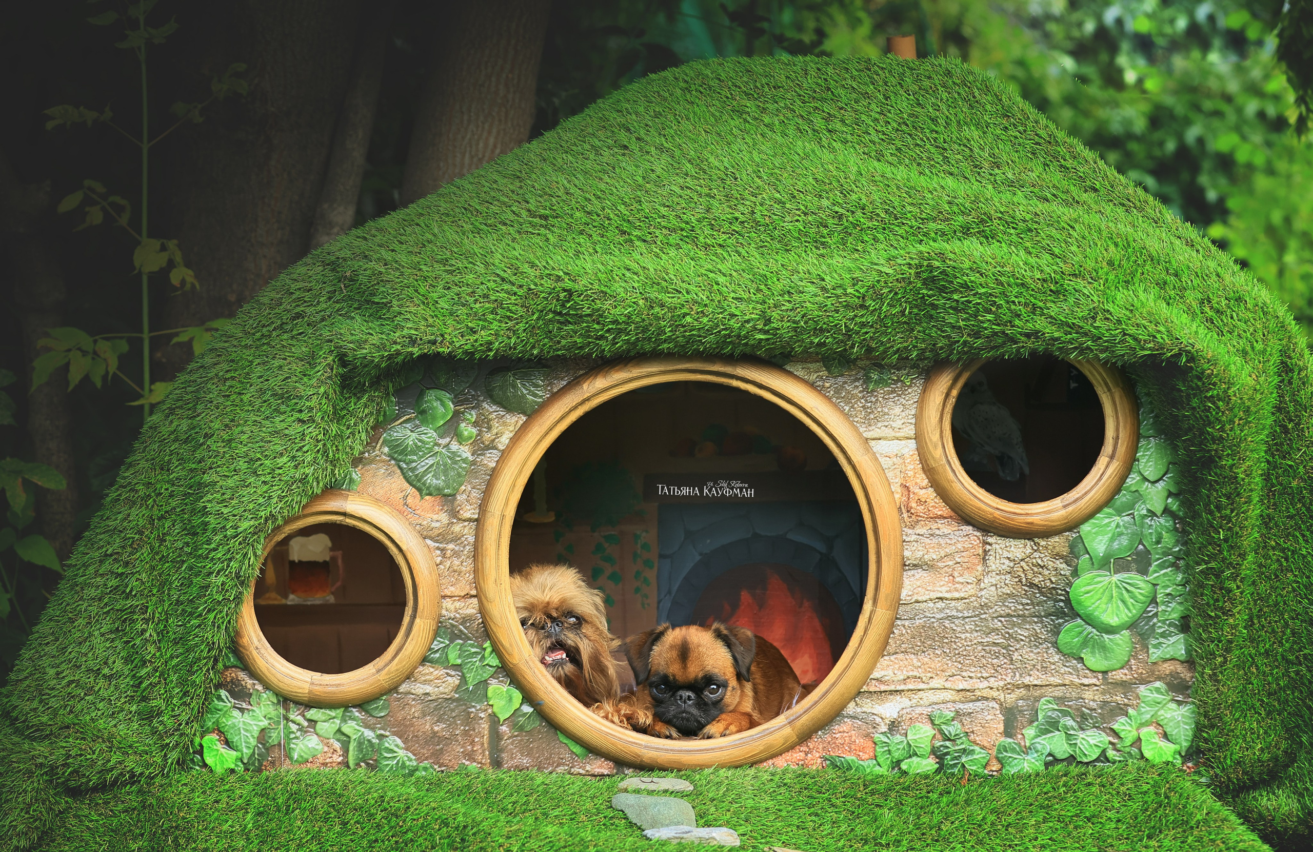 Домик для хоббитов, фотозона, властелин колец, шир, хоббиты, гномы, брюссельский гриффон, малый брабансон, фотосессия, ручная работа, фотограф анималист, фотограф Новосибирск