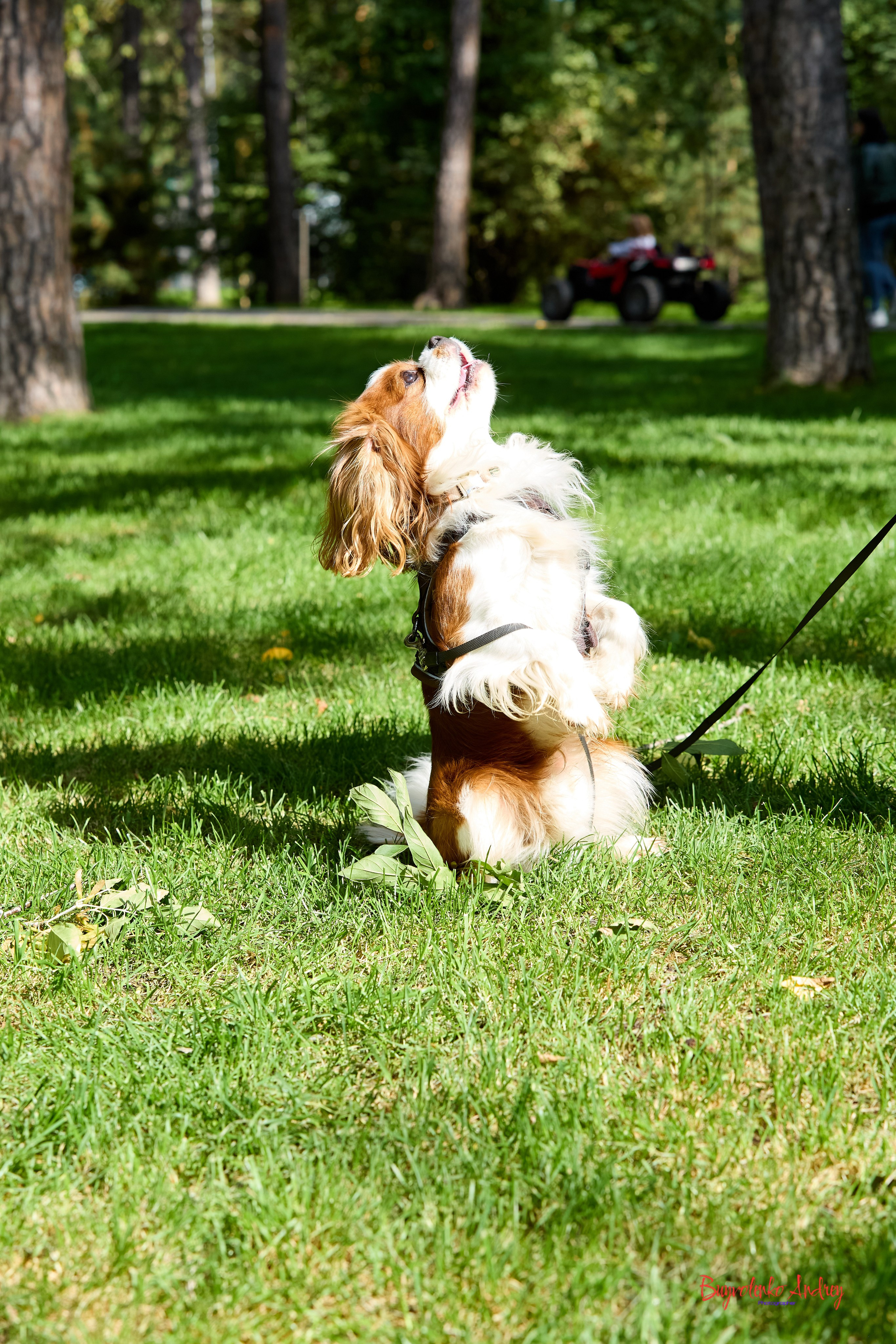 Фотопрогулка с кавалерами. Buyvolenko Andrey