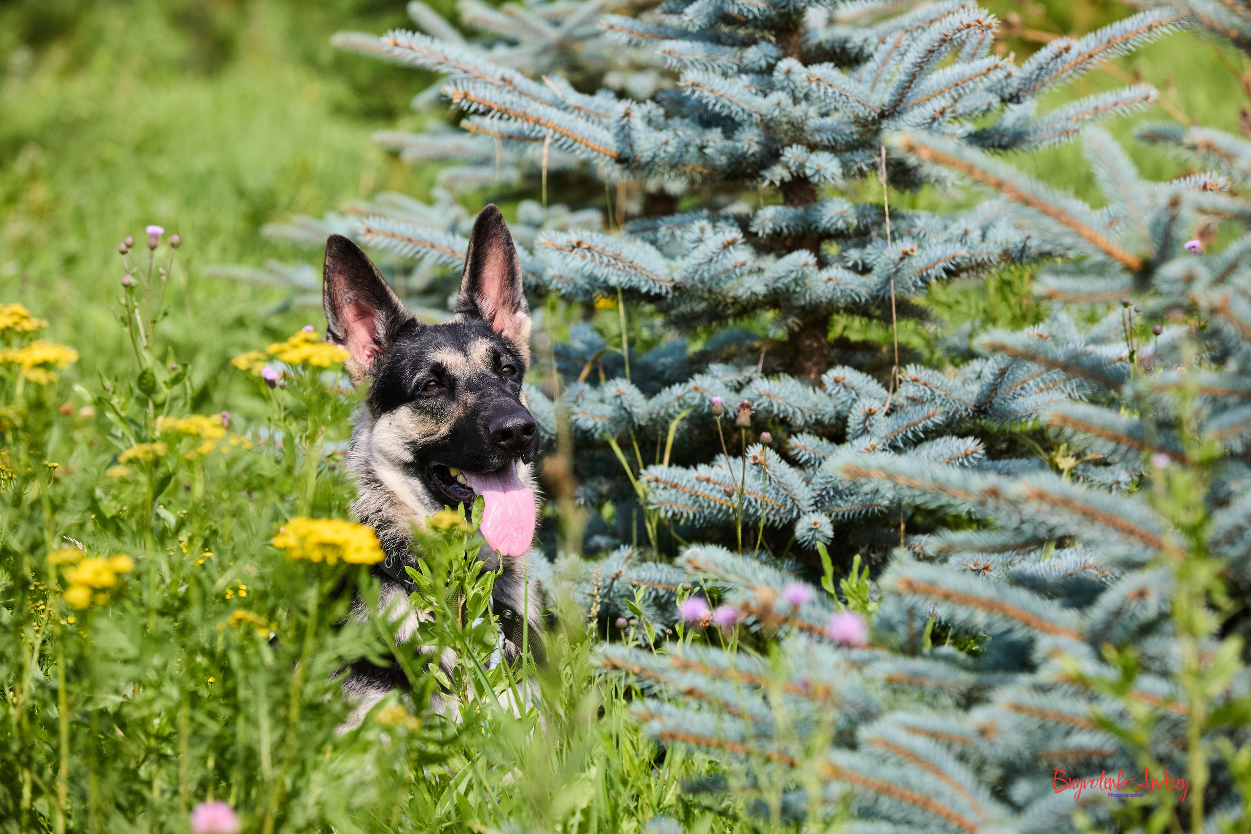 Проект фотопрогулка с хвостиком. Buyvolenko Andrey