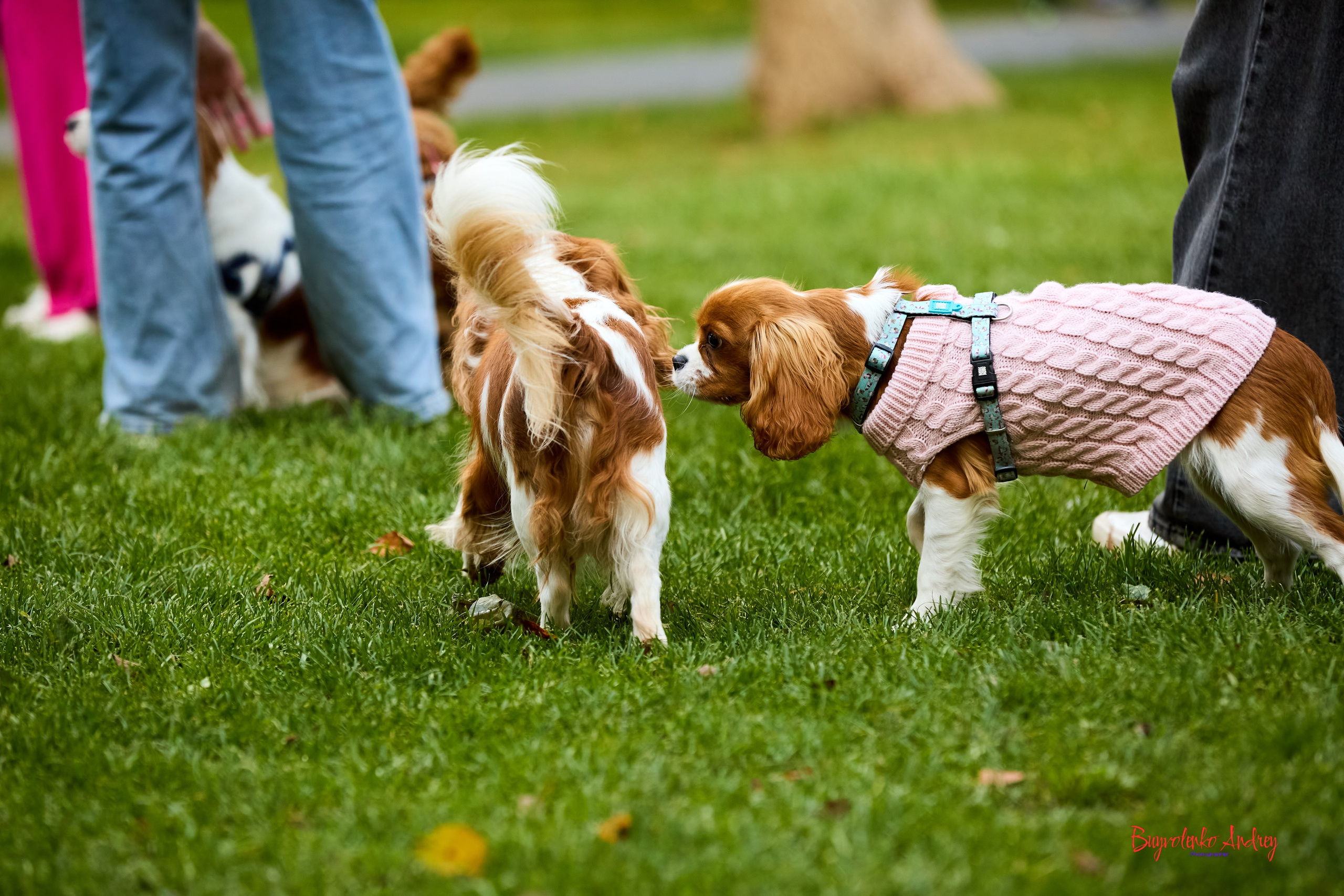 Фотопрогулка с кавалерами. Buyvolenko Andrey