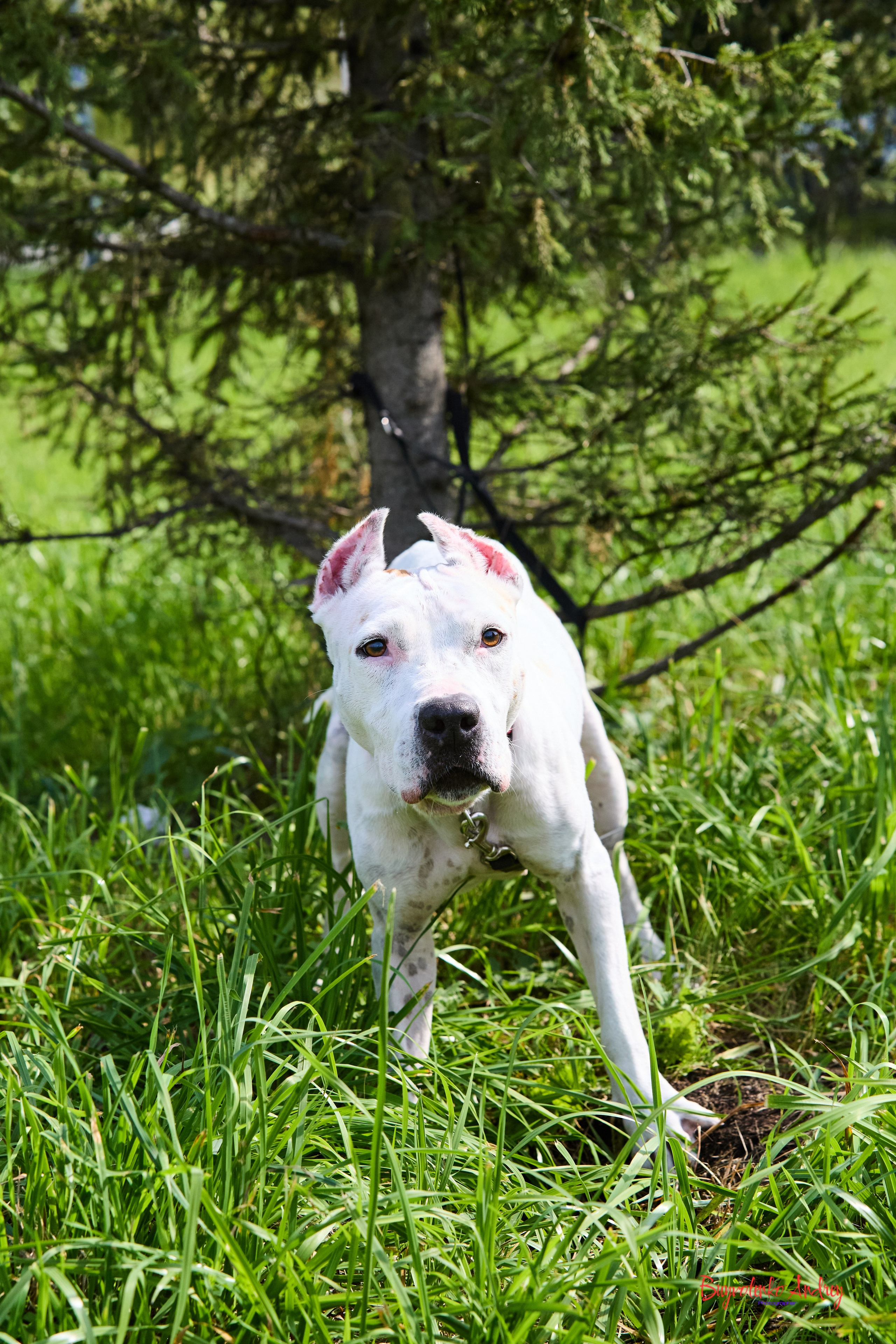 Проект фотопрогулка с хвостиком. Buyvolenko Andrey