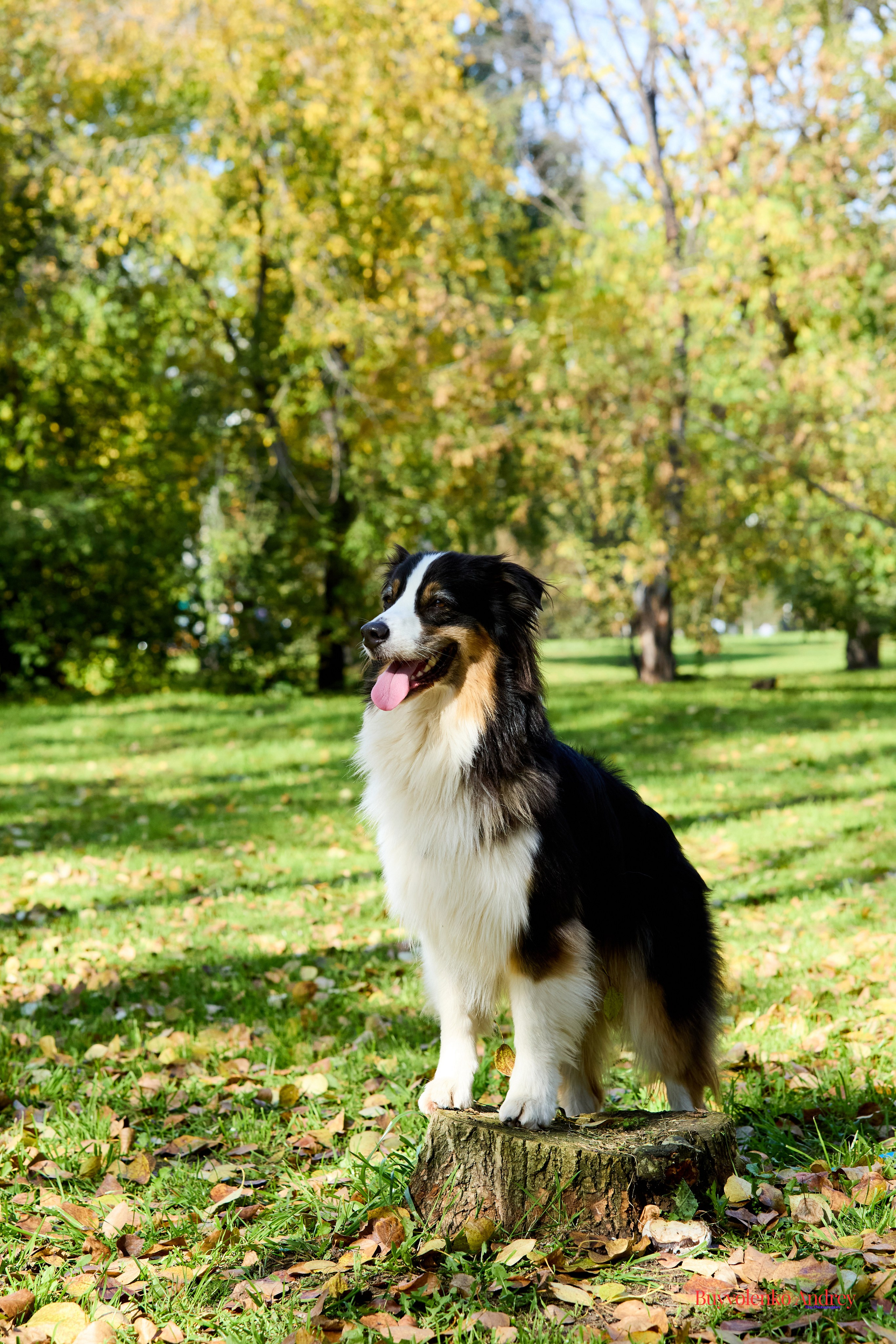 Басенджи и Аусси 21.09.2025. Buyvolenko Andrey