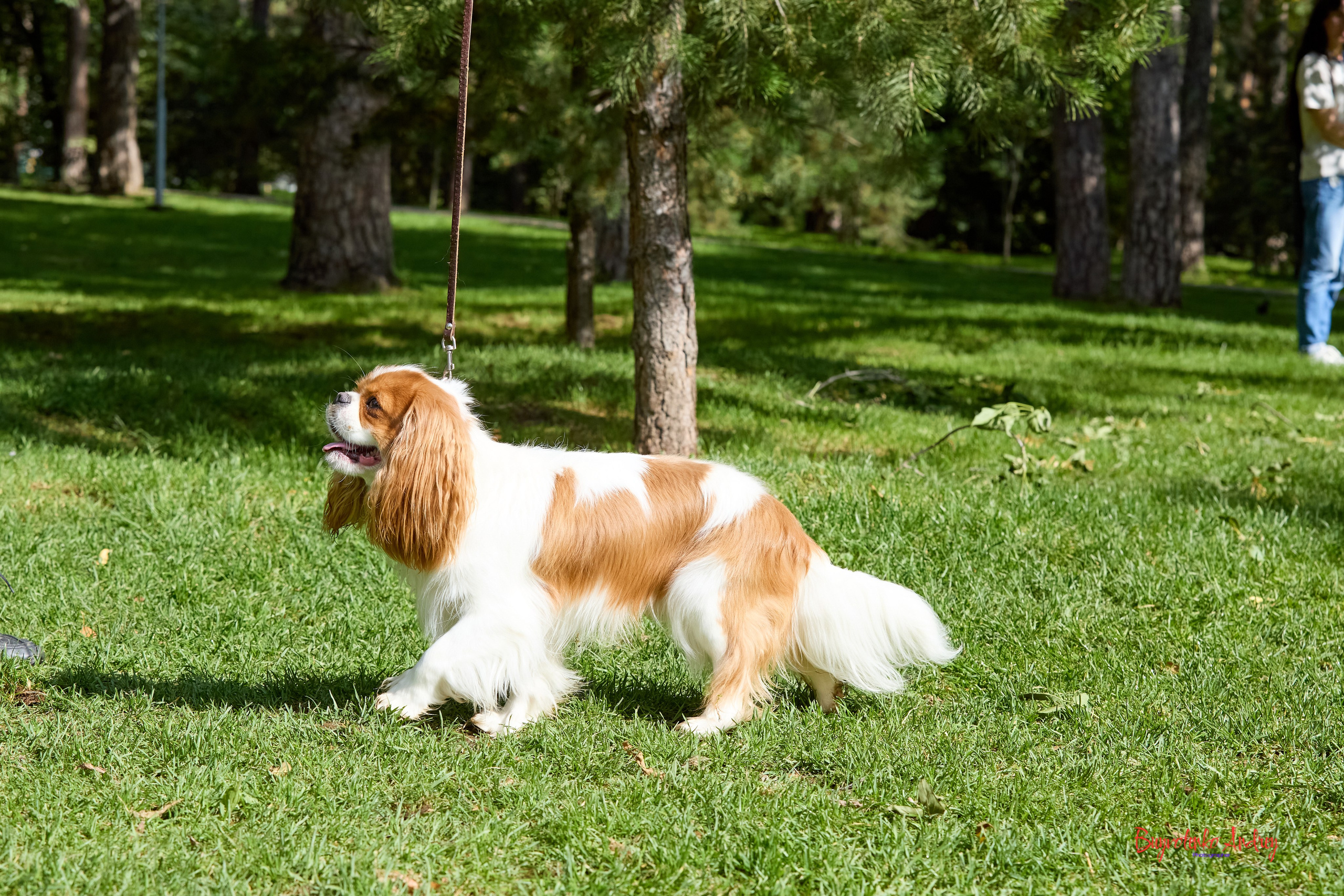 Фотопрогулка с кавалерами. Buyvolenko Andrey