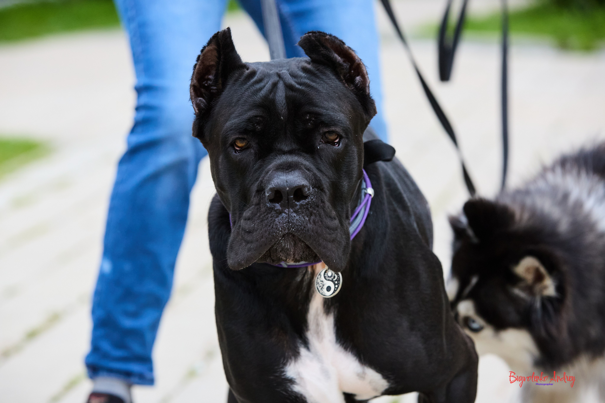 Проект фотопрогулка с хвостиком. Buyvolenko Andrey