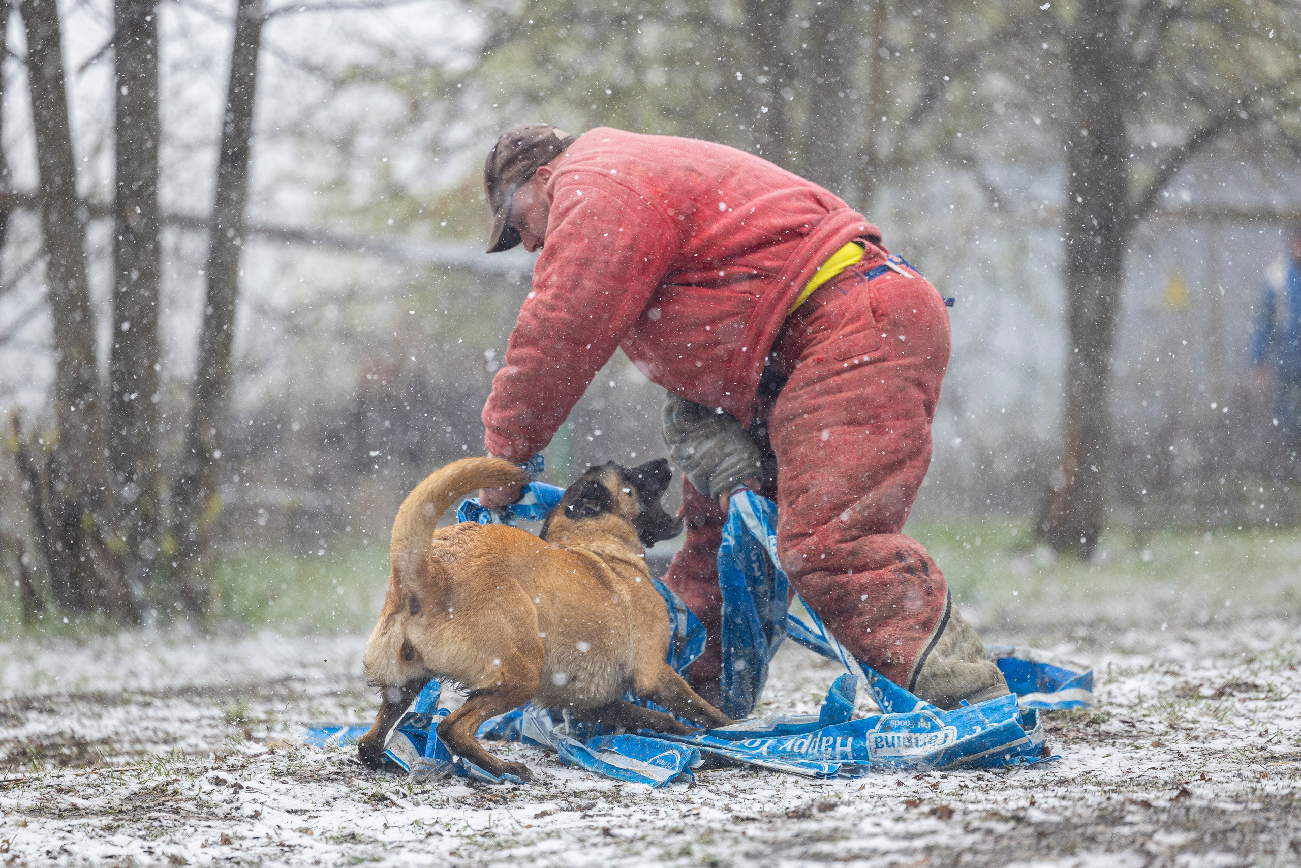 Квалификационные состязания по мондьорингу г. Вологда 11.05.24. Фотограф-анималист Анна Маринич