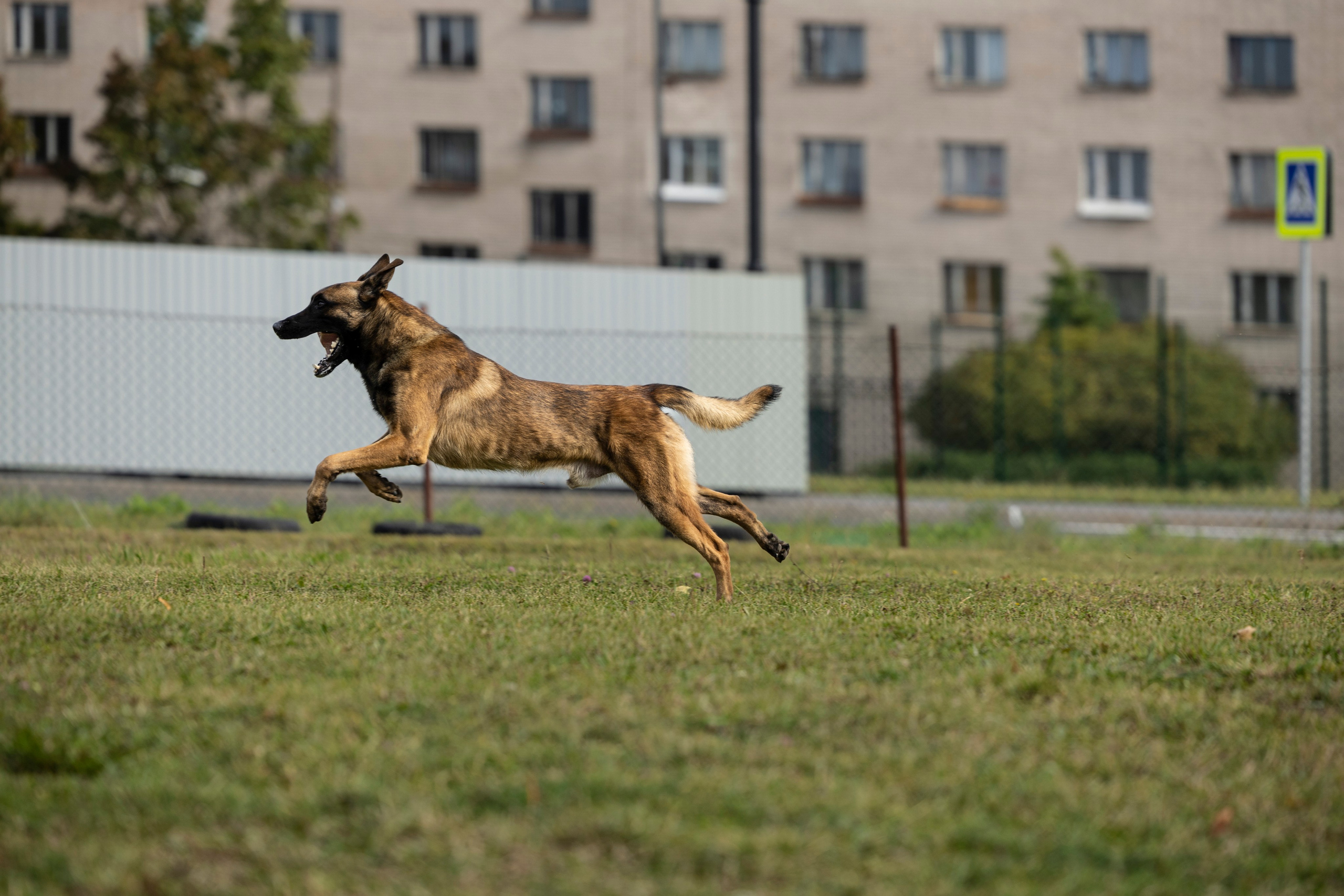 Испытания по Мондьорингу г. Пушкин. Фотограф-анималист Анна Маринич
